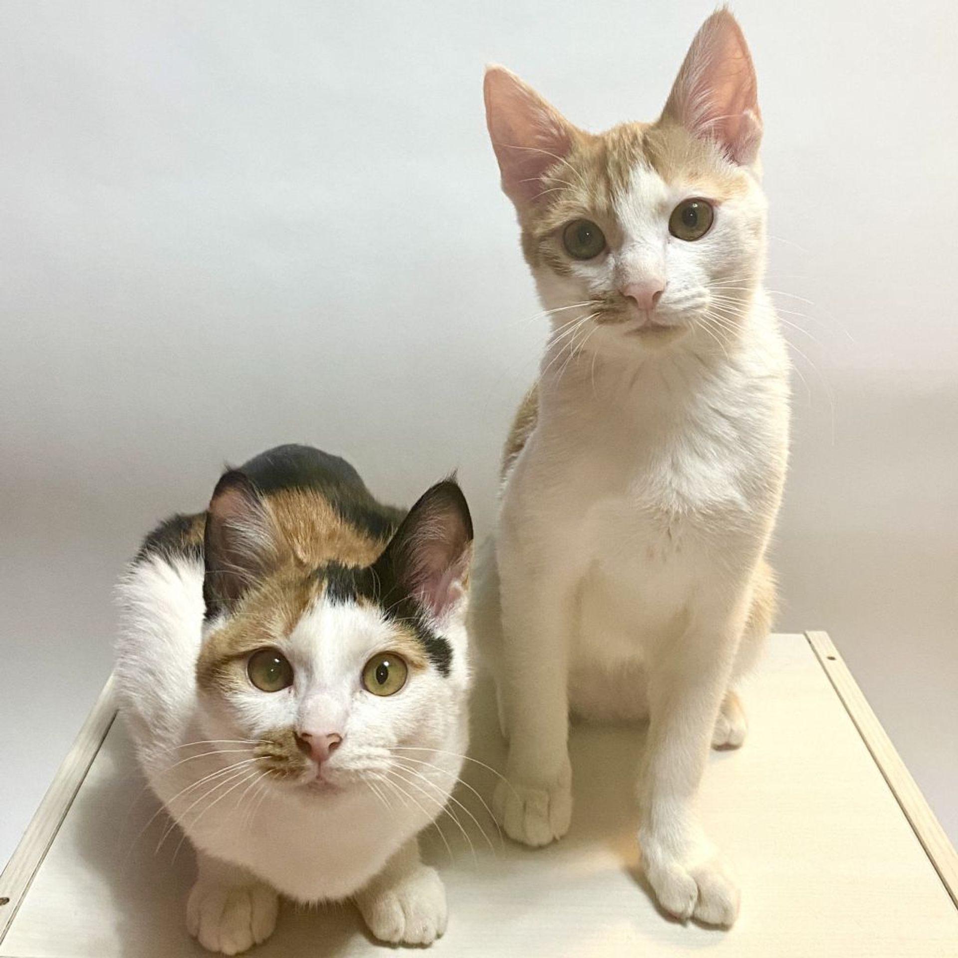雑種（ミックス猫）・メスの里親募集の写真