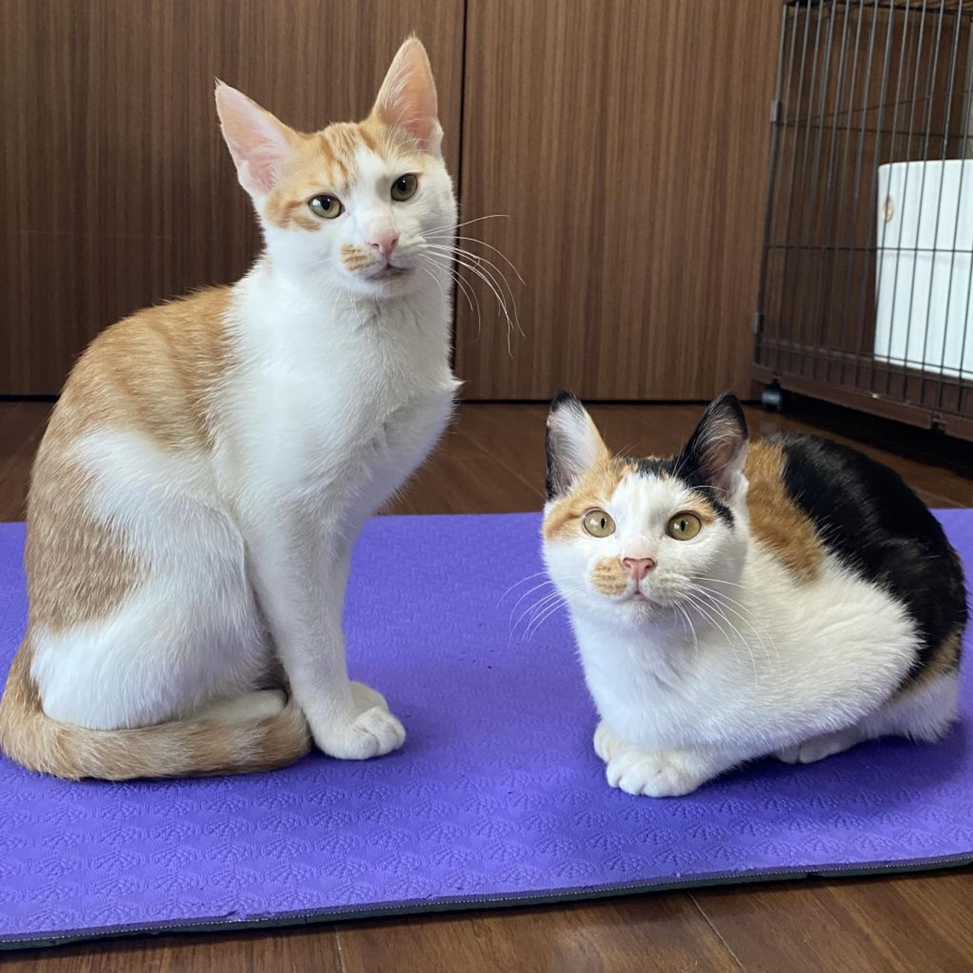 pet-image-8