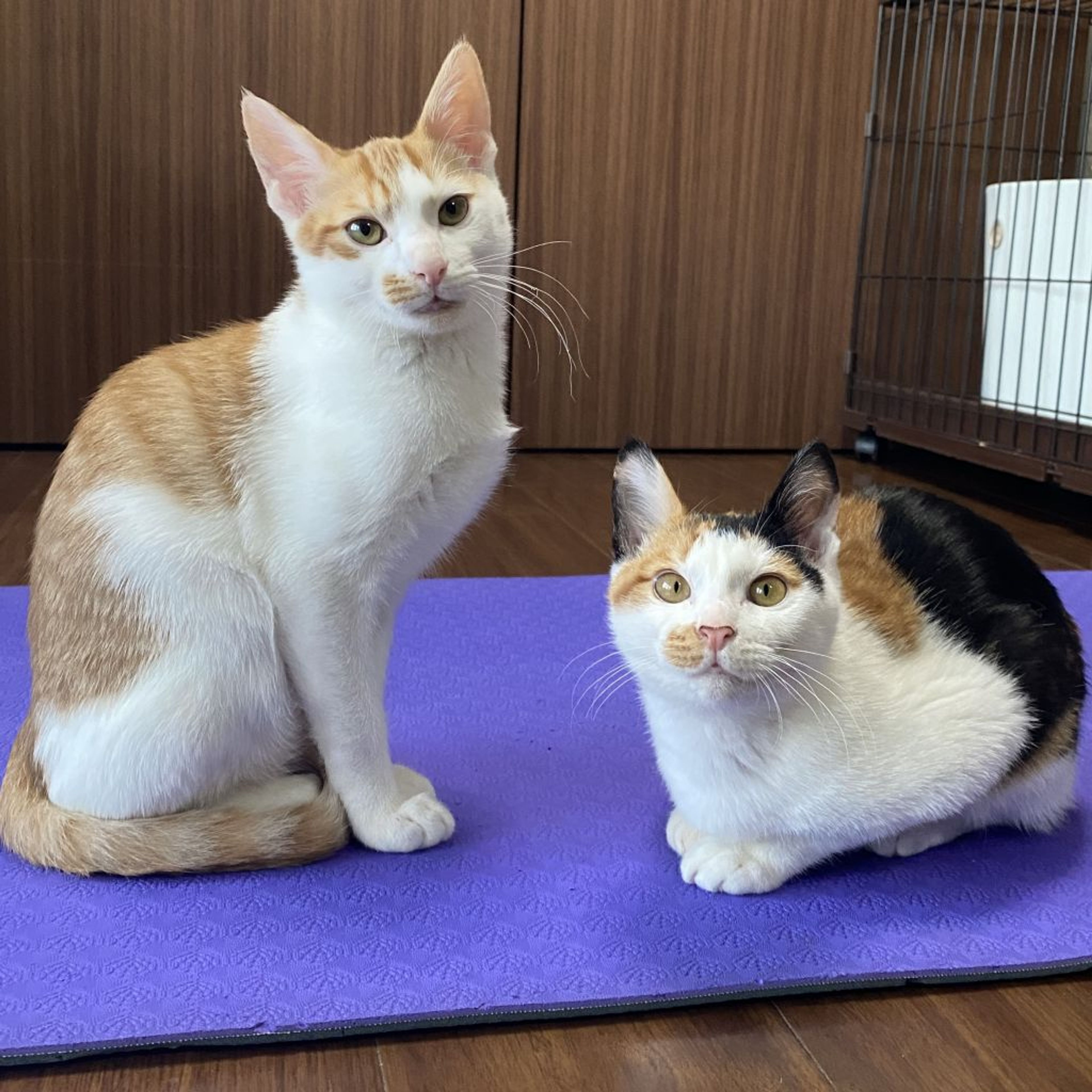 pet-image-8
