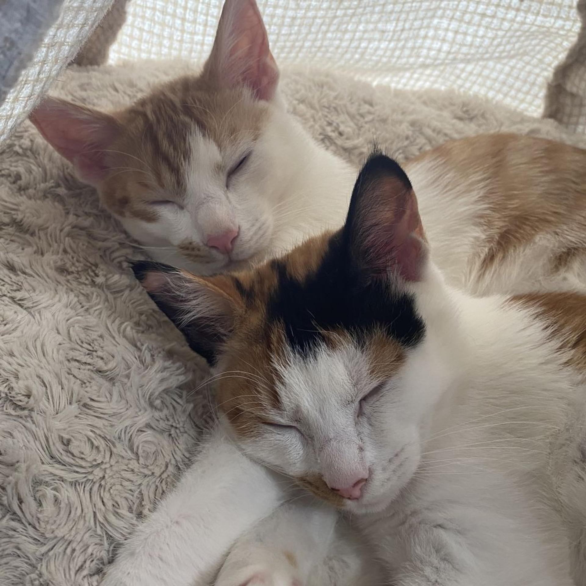 pet-image-9