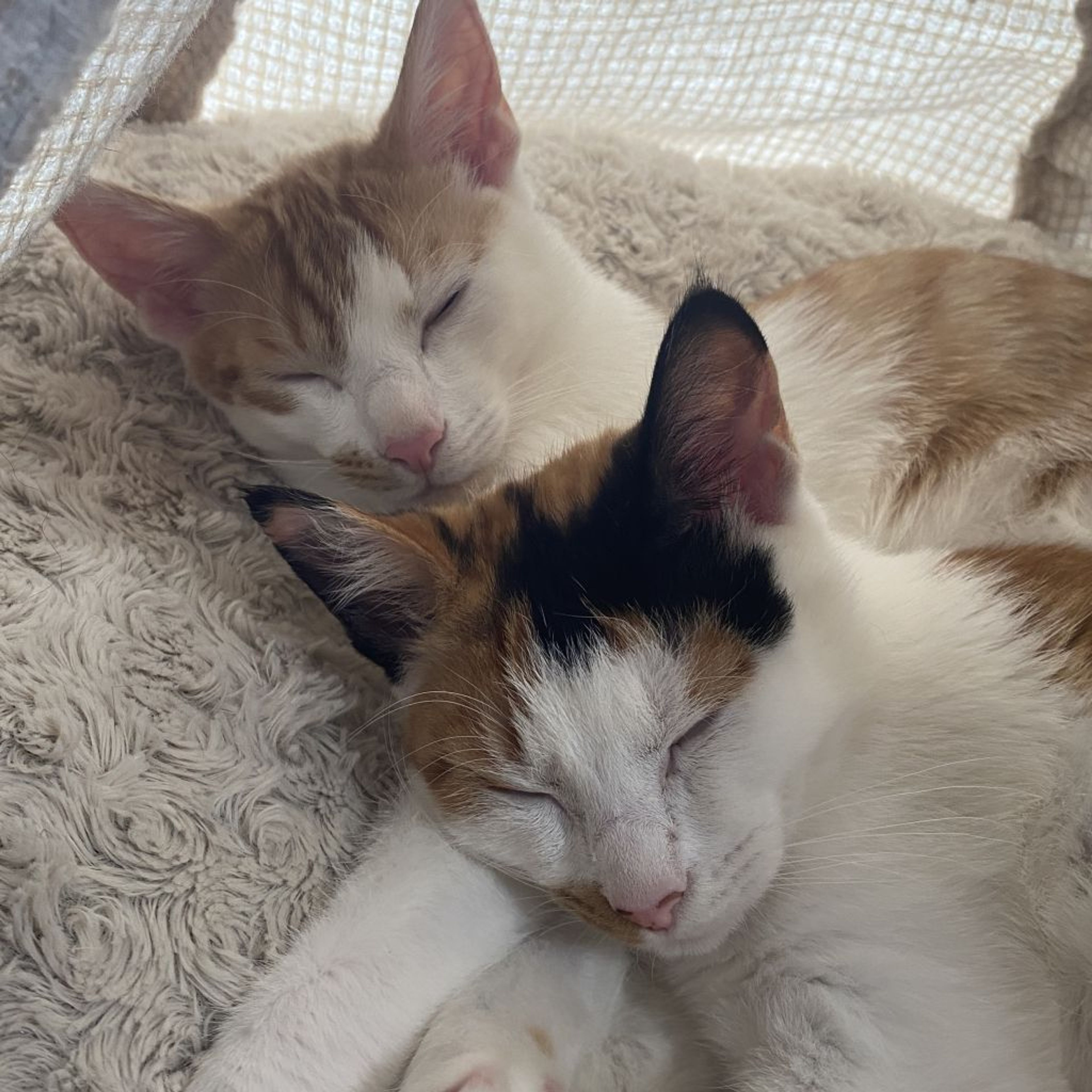 pet-image-9
