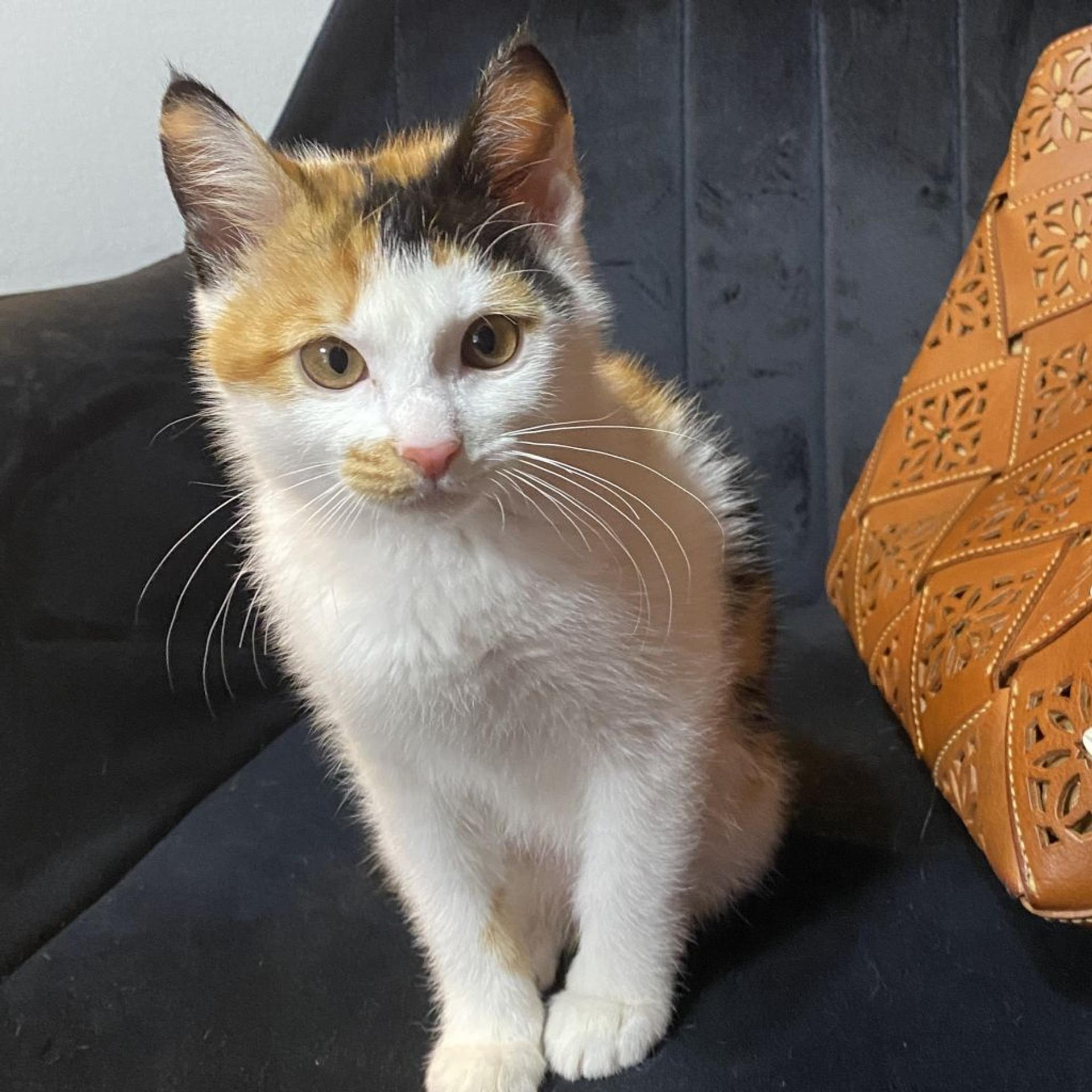 pet-image-2