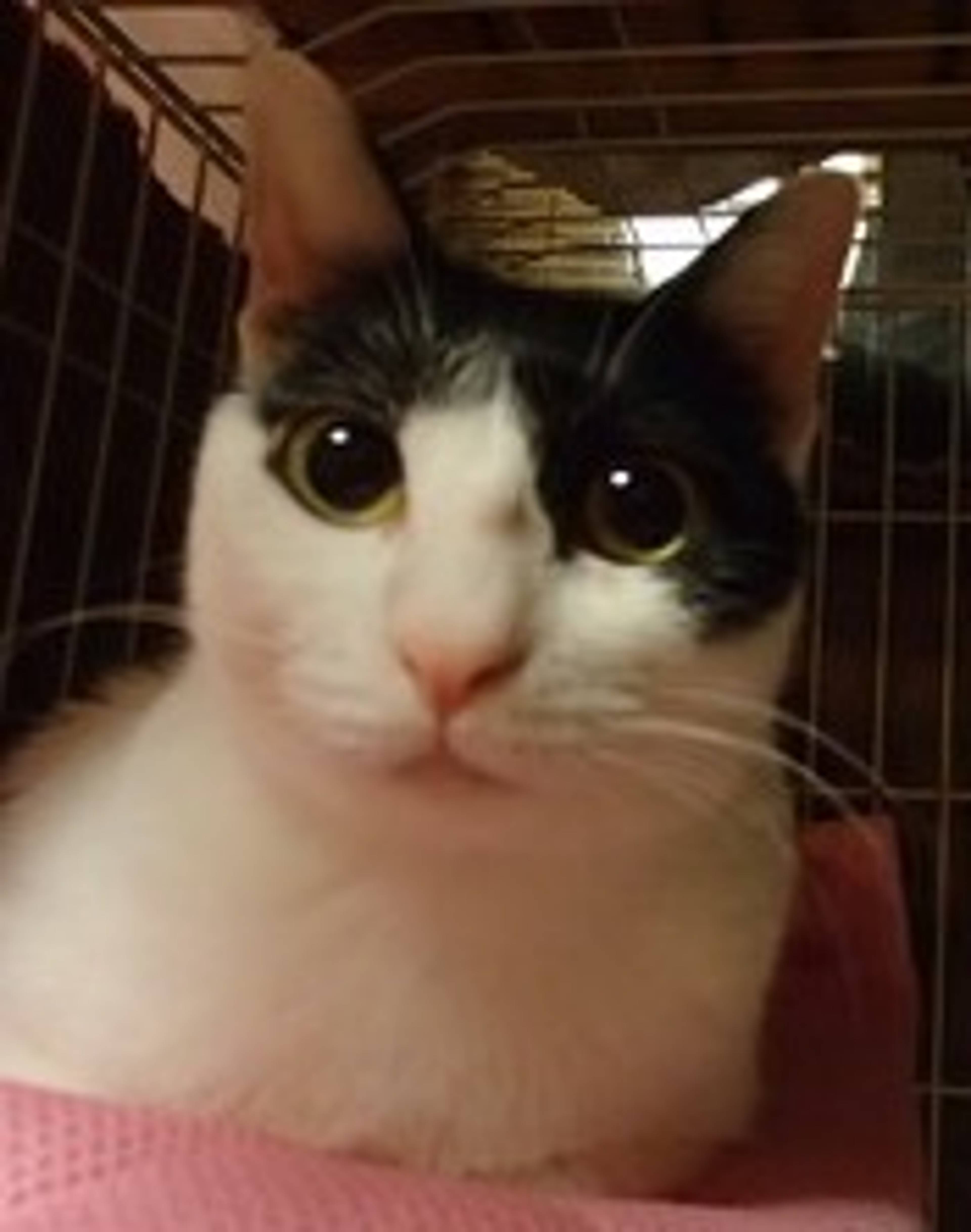 雑種（ミックス猫）・メスの里親募集の写真