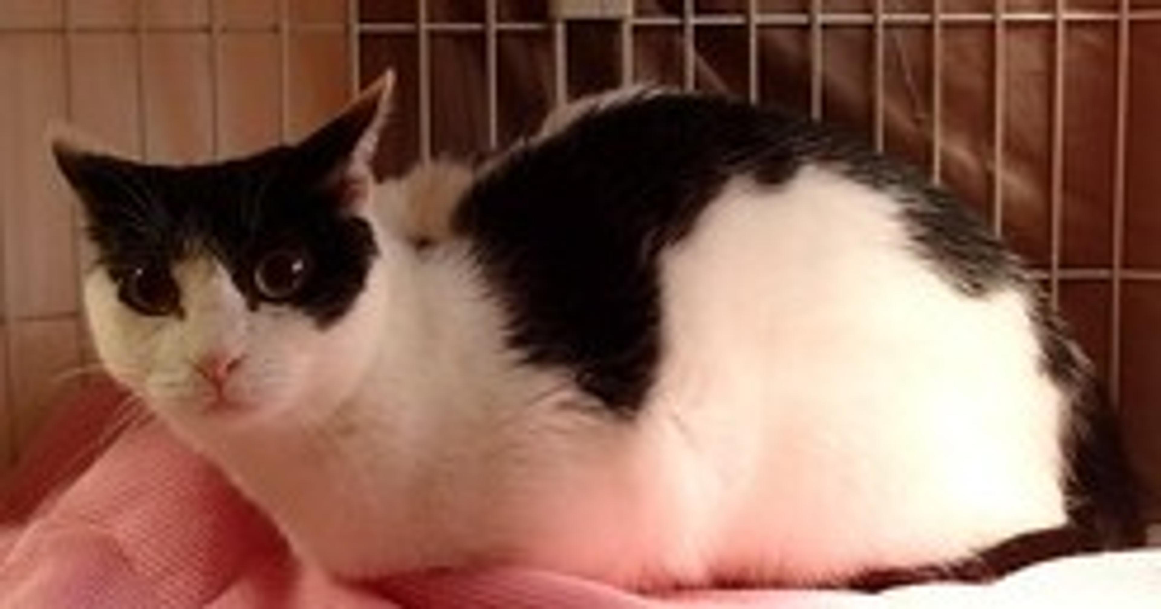 pet-image-3