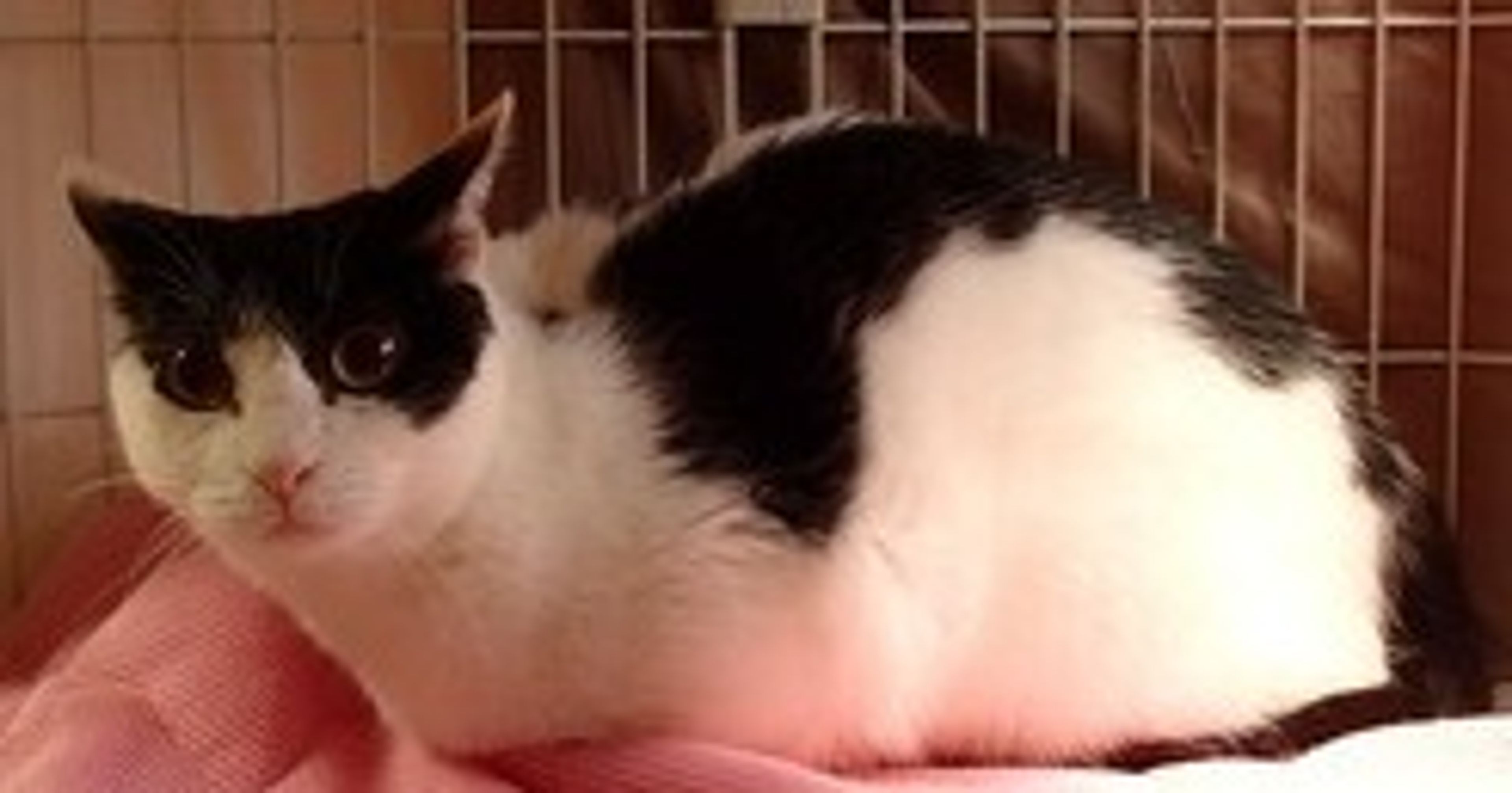 pet-image-3