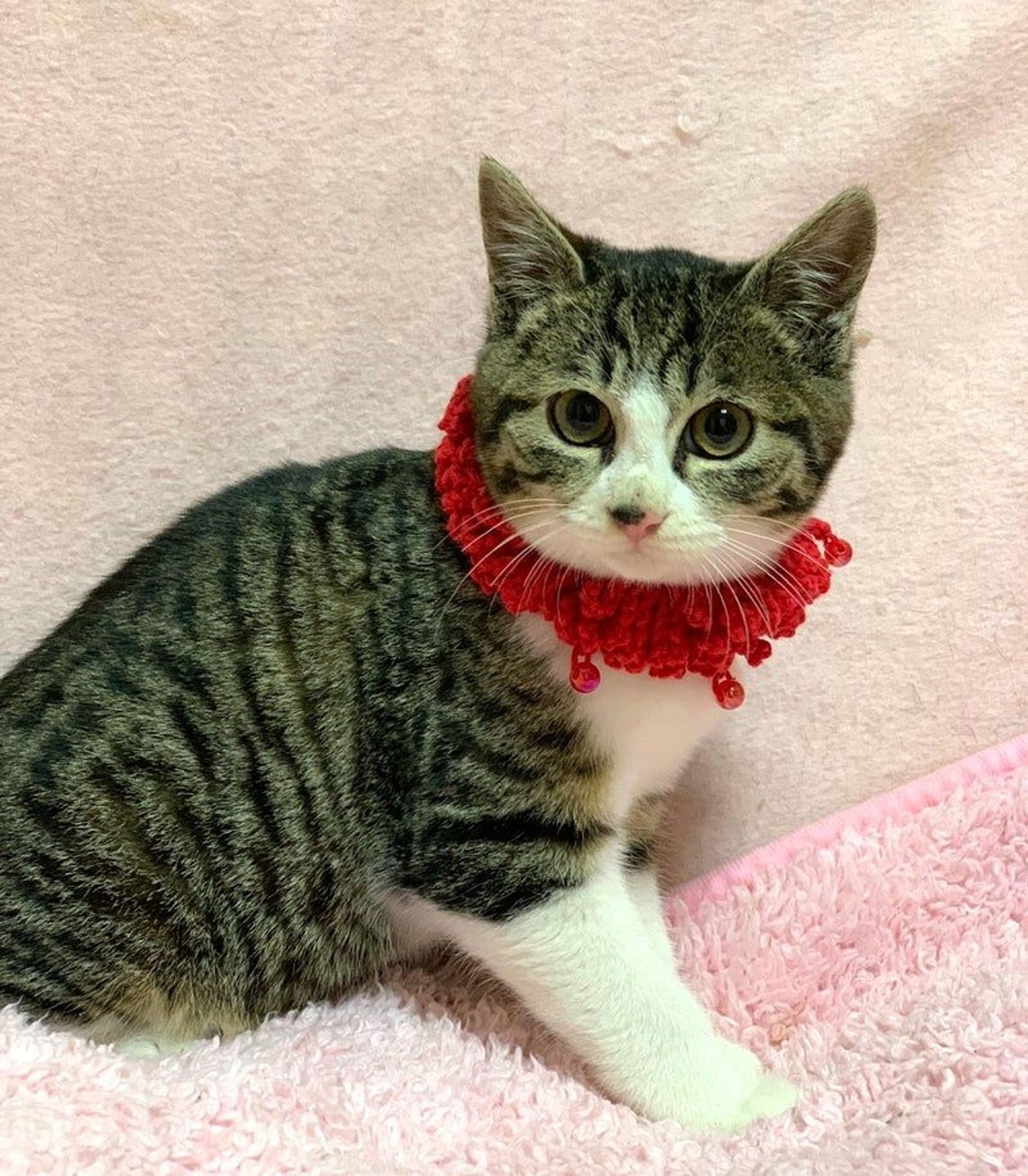 雑種（ミックス猫）・オスの里親募集の写真