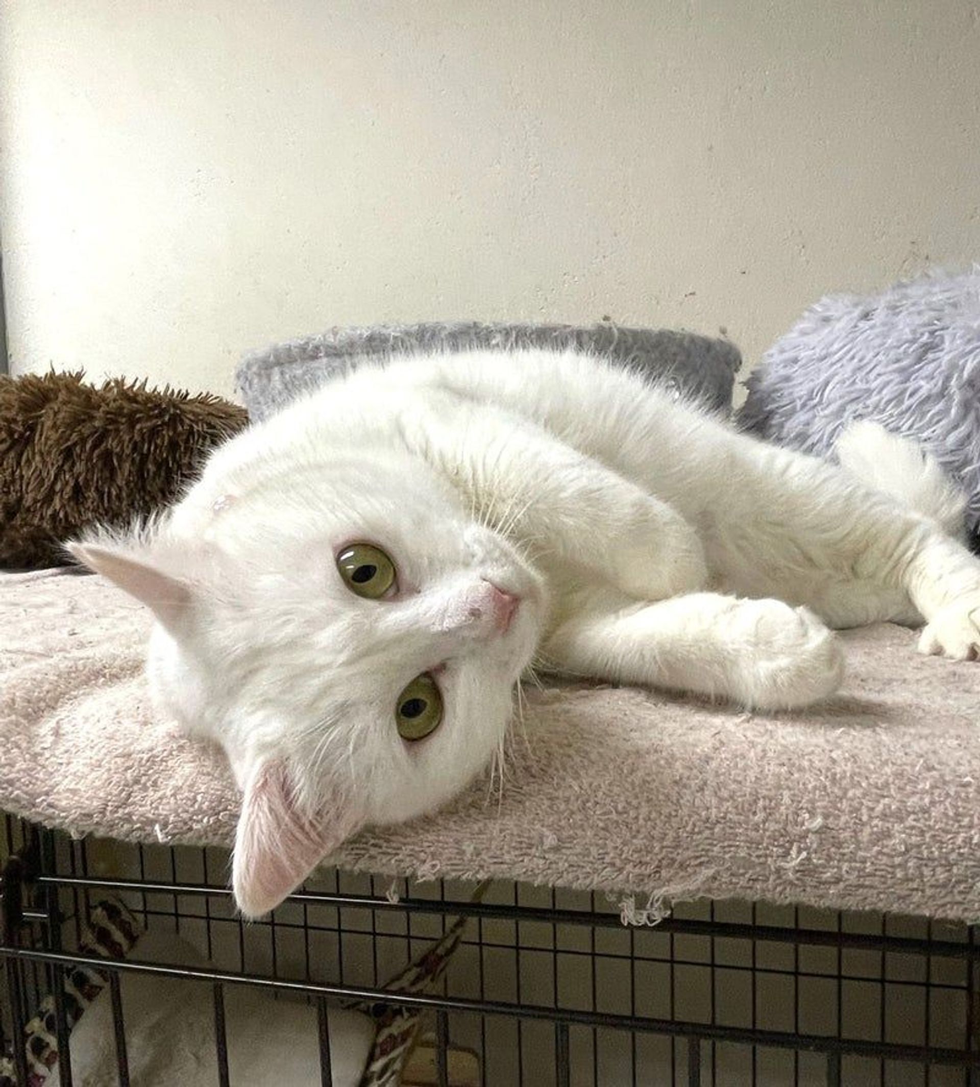 雑種（ミックス猫）・メスの里親募集の写真