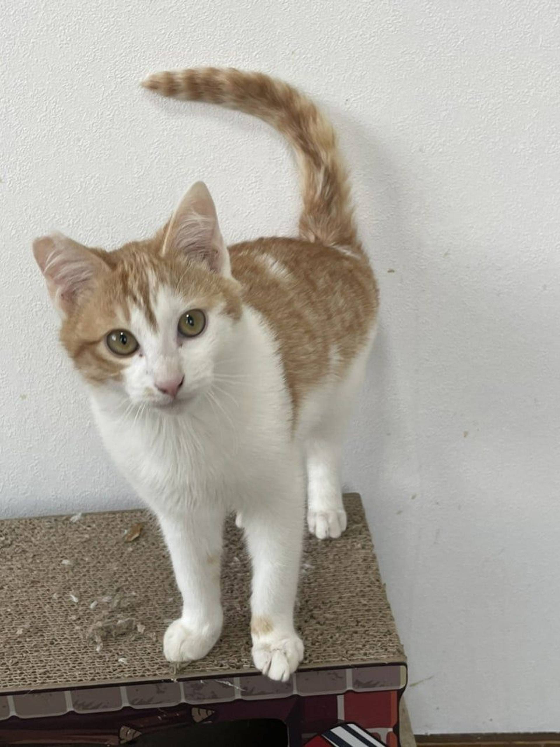 雑種（ミックス猫）・オスの里親募集の写真