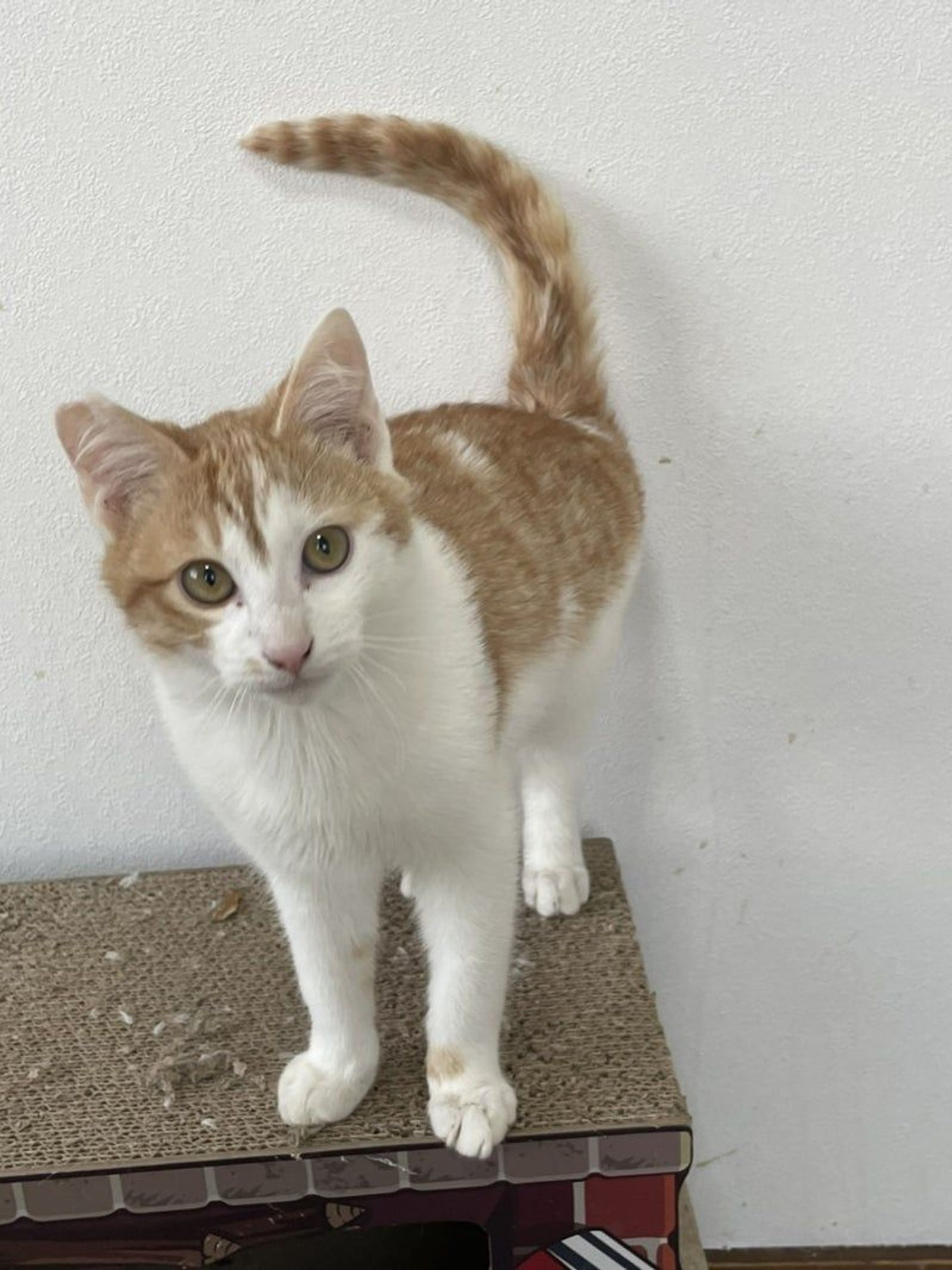 雑種（ミックス猫）・オスの里親募集の写真