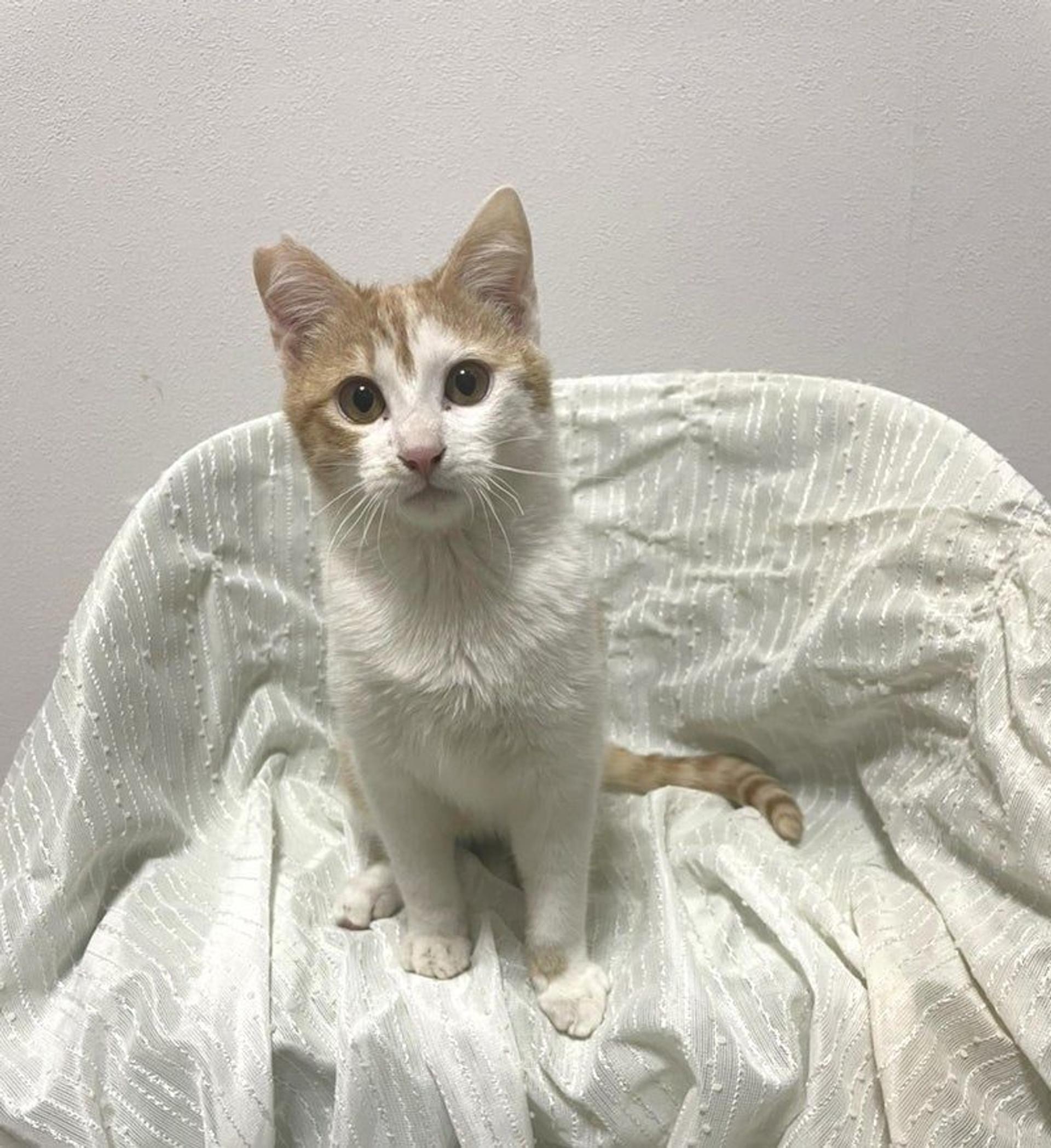 pet-image-3