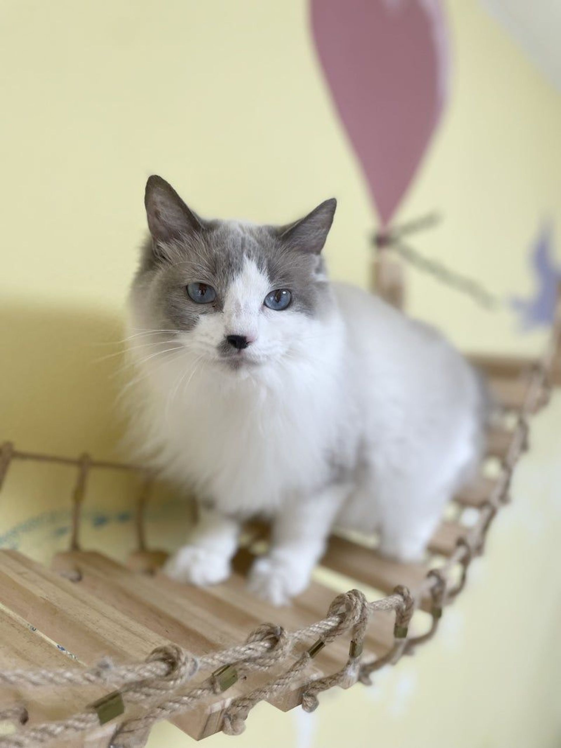 雑種（ミックス猫）・メスの里親募集の写真