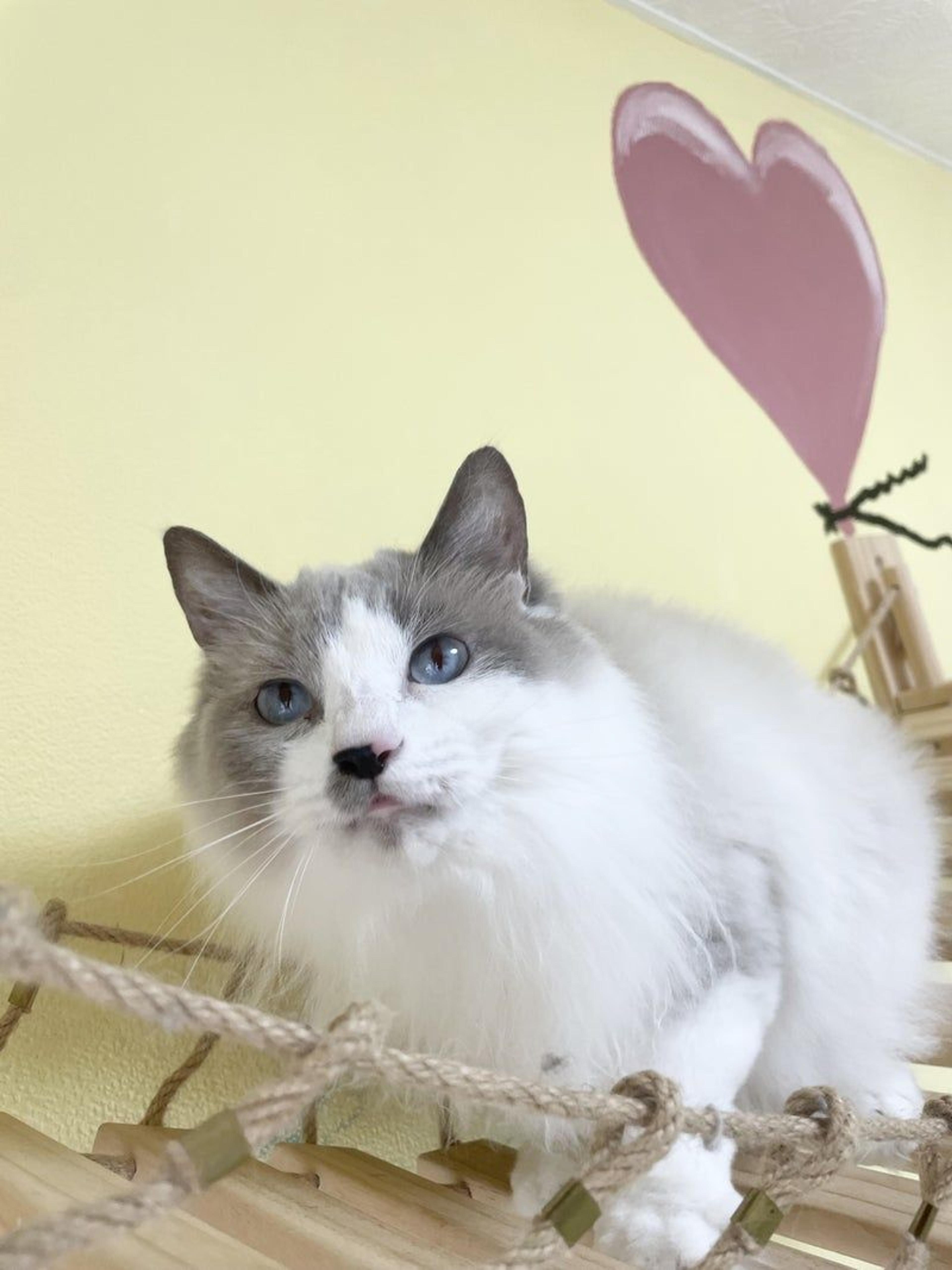 pet-image-2