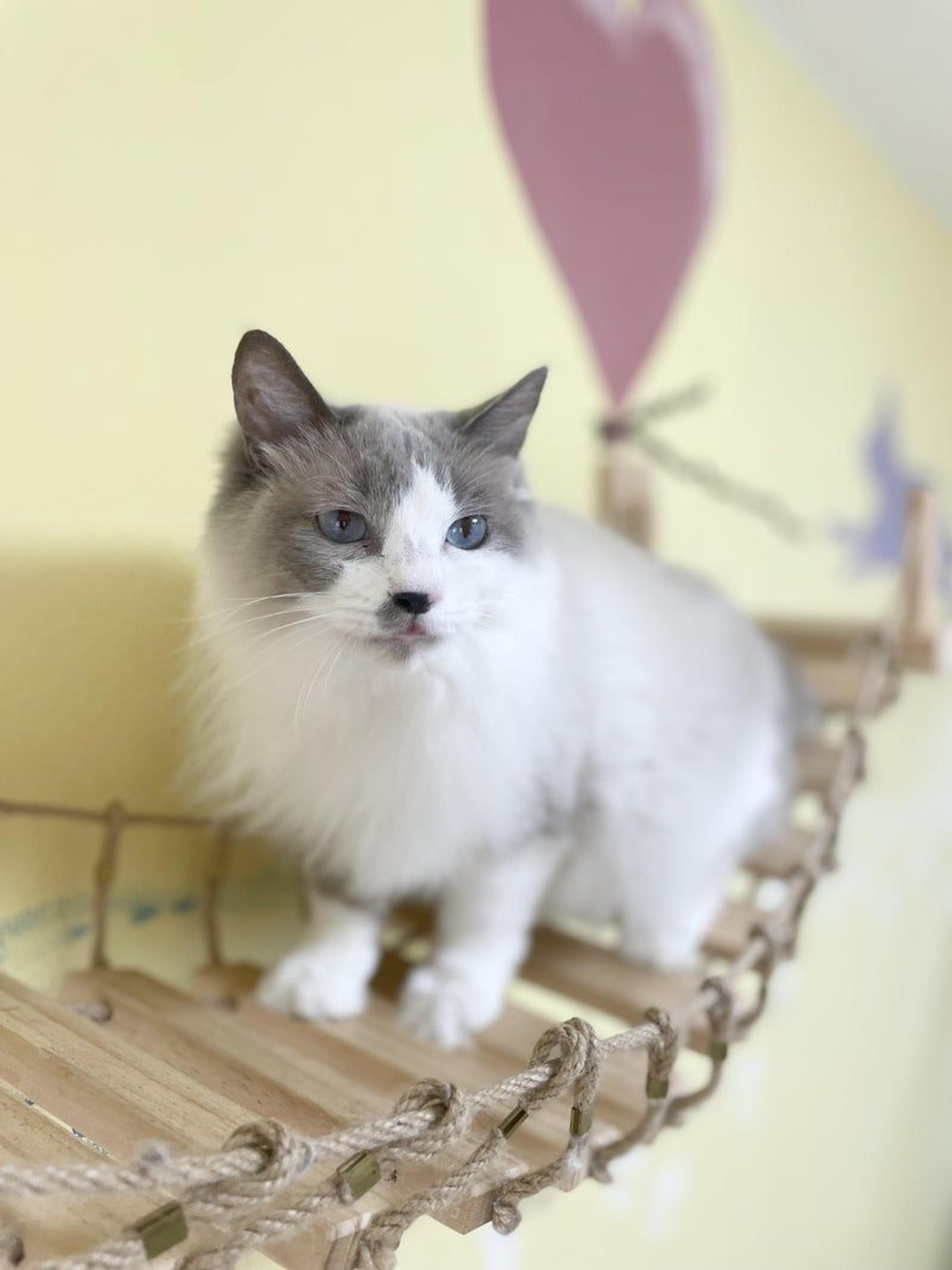 pet-image-3