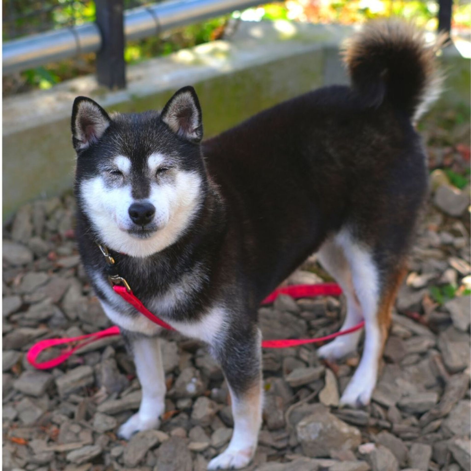 柴犬・メスの里親募集の写真