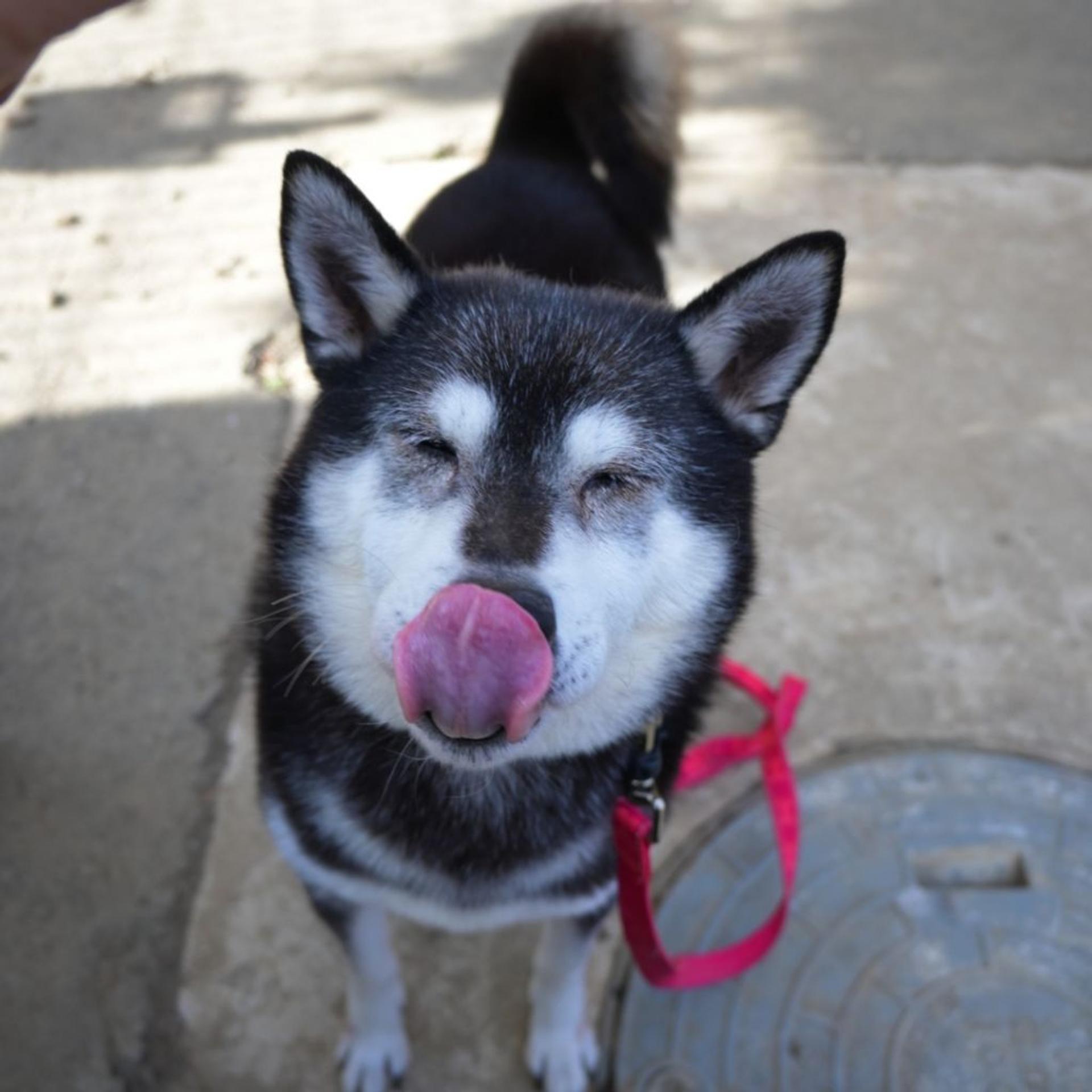 pet-image-5