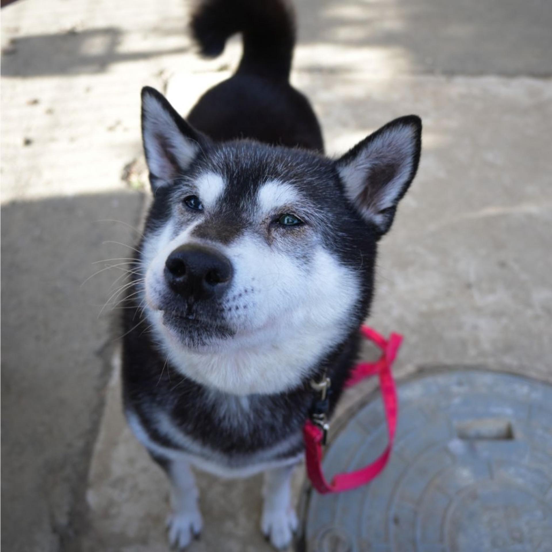 pet-image-6
