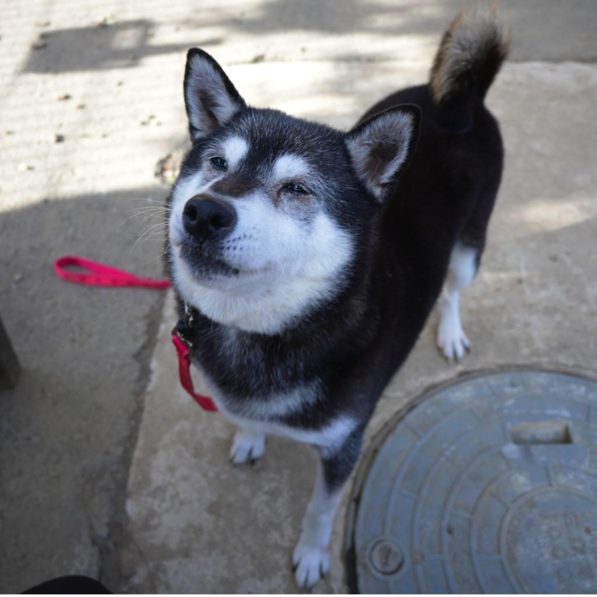 pet-image-7