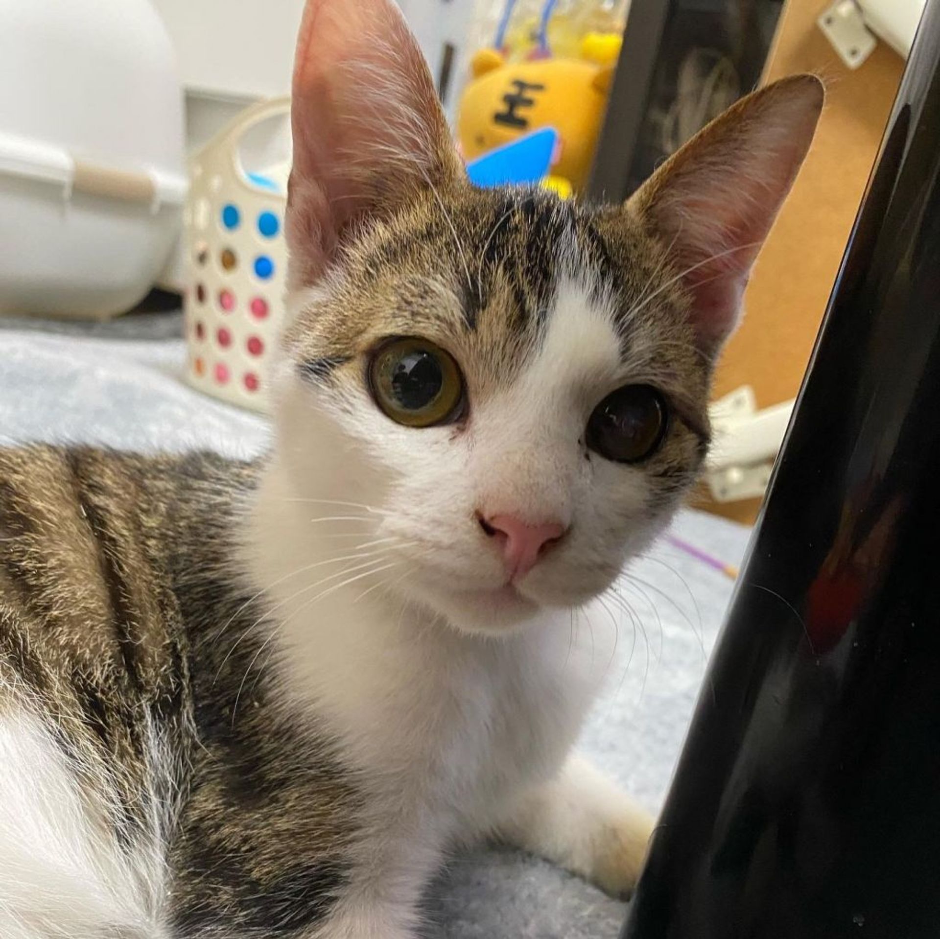雑種（ミックス猫）・オスの里親募集の写真