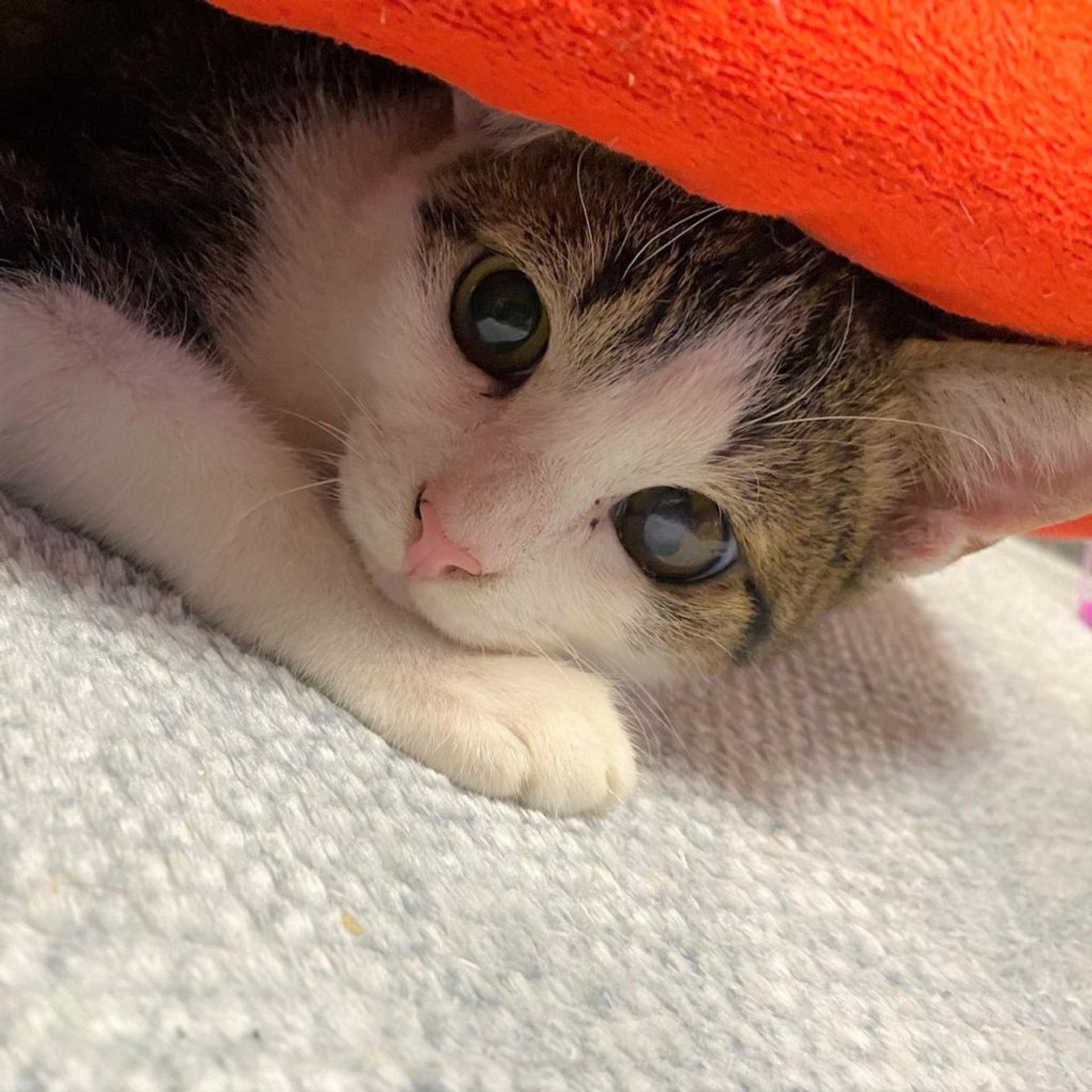 pet-image-3