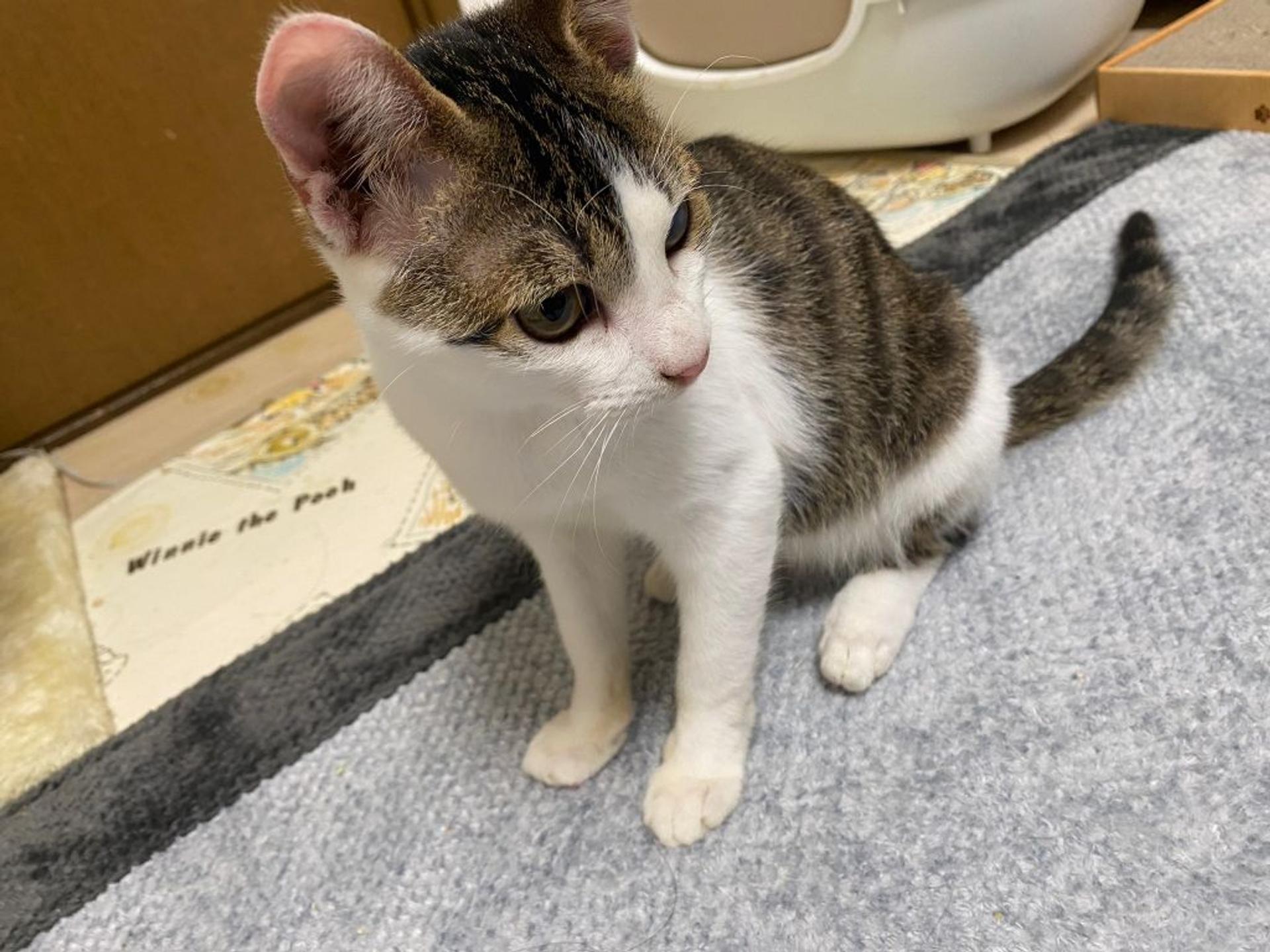 pet-image-6