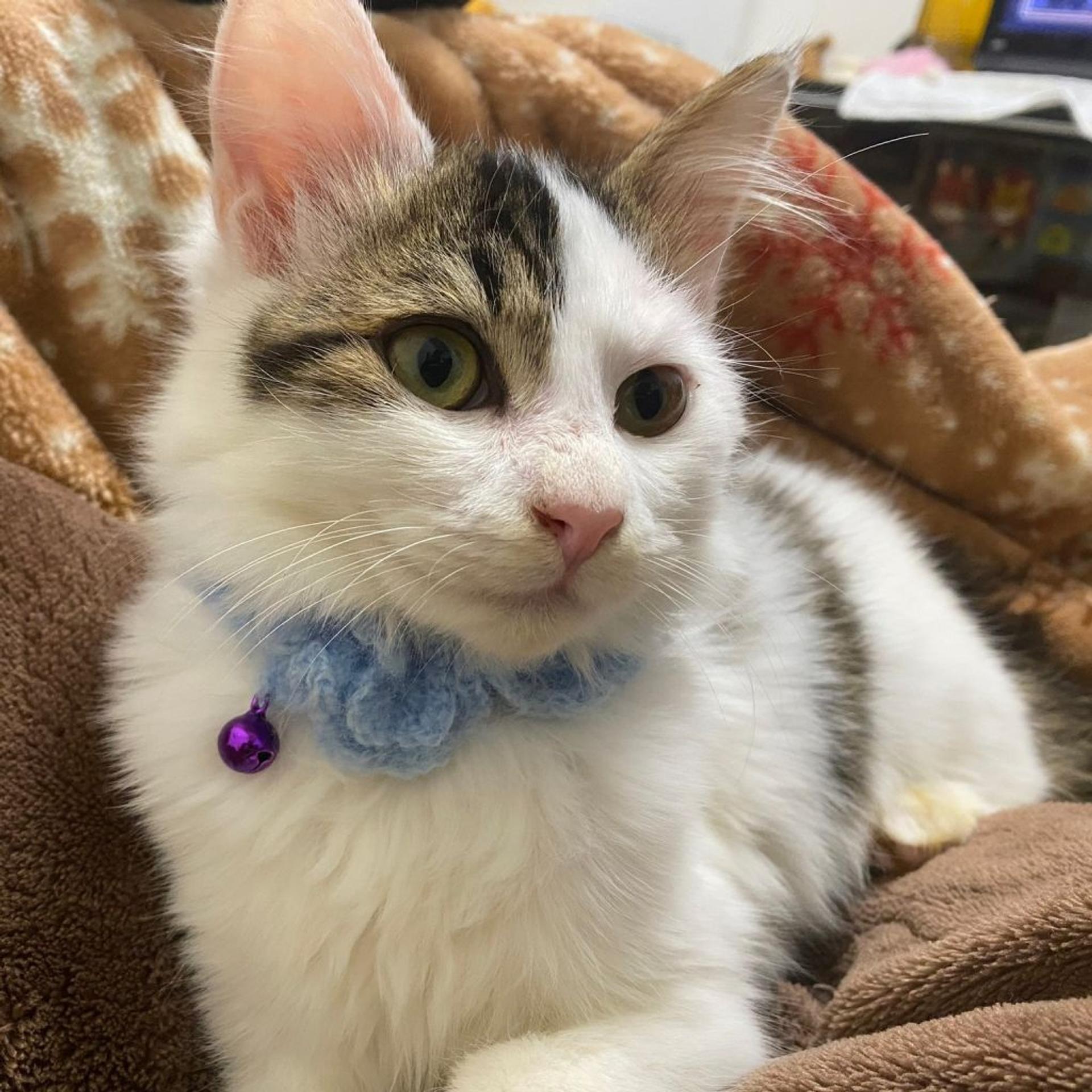 pet-image-2