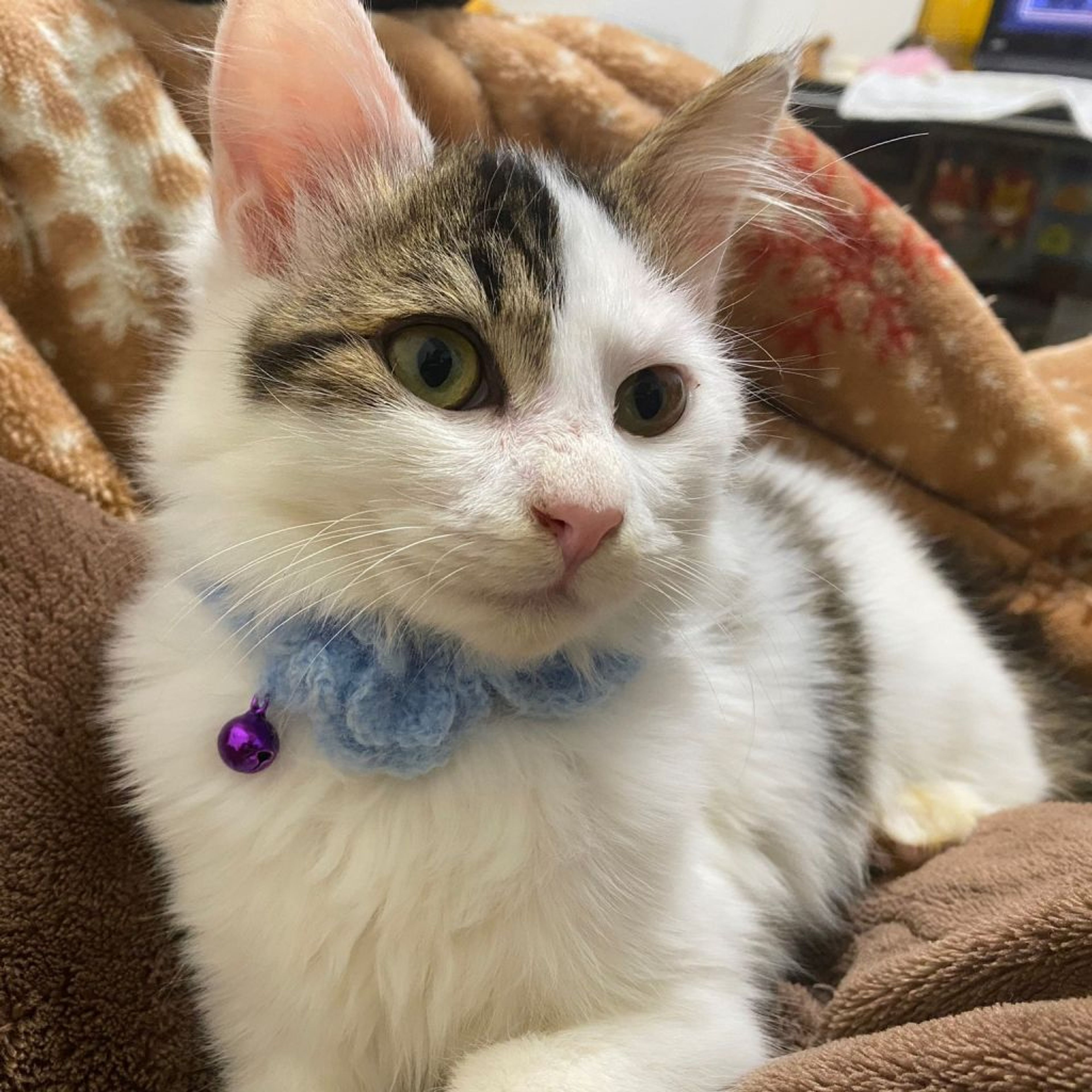 pet-image-2