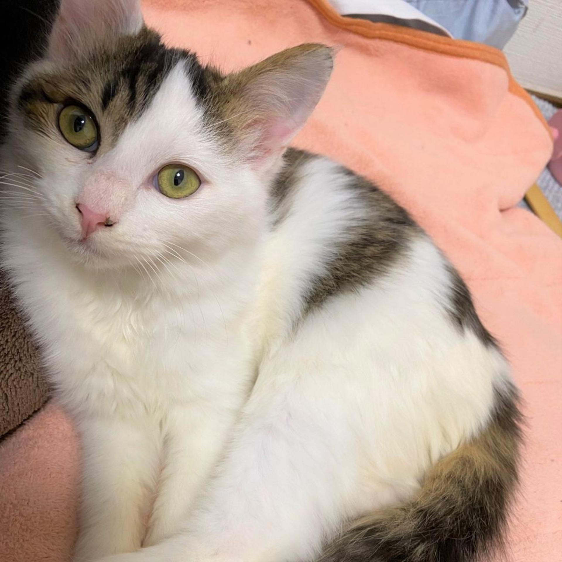 pet-image-3