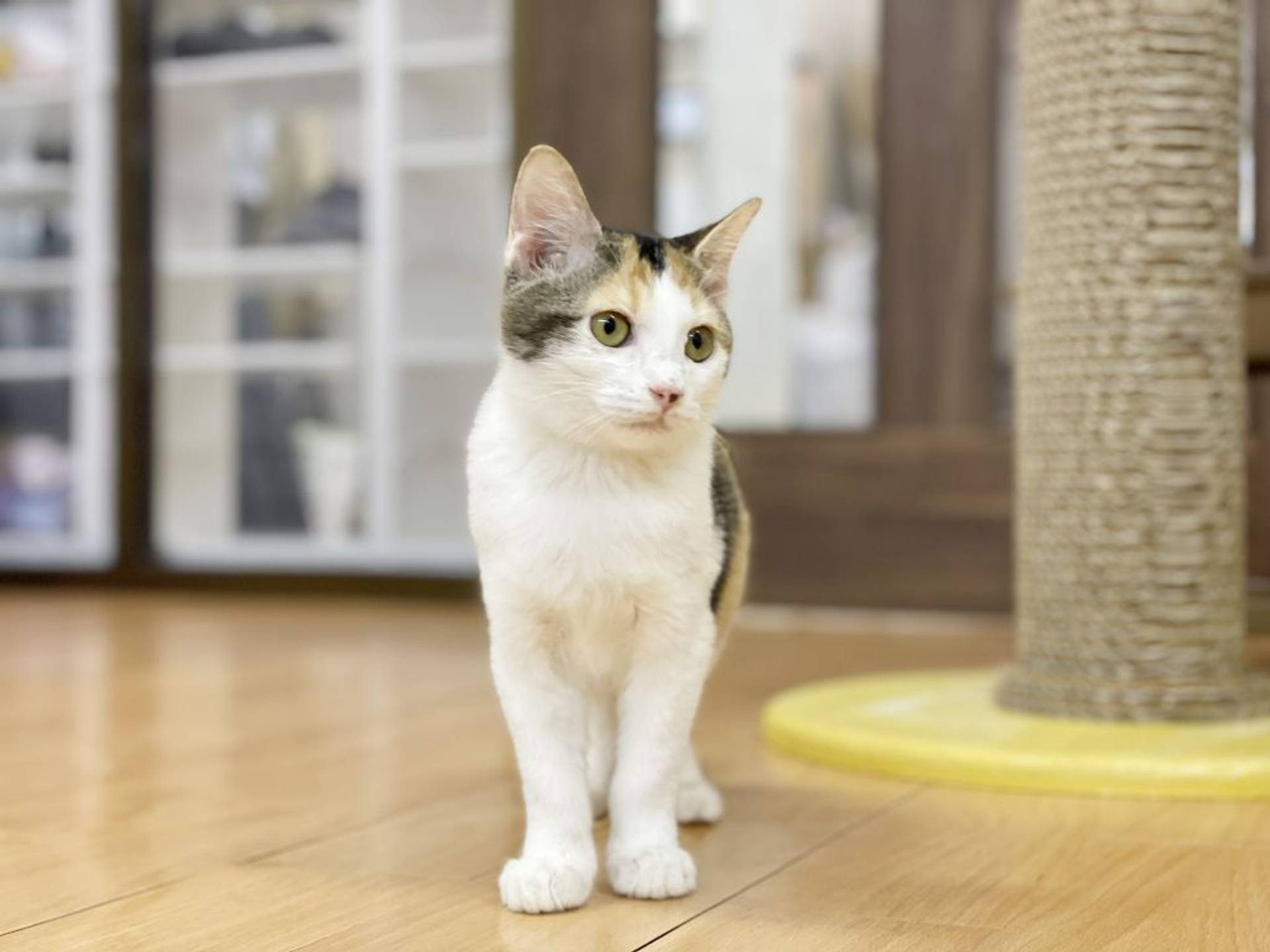 雑種（ミックス猫）・メスの里親募集の写真