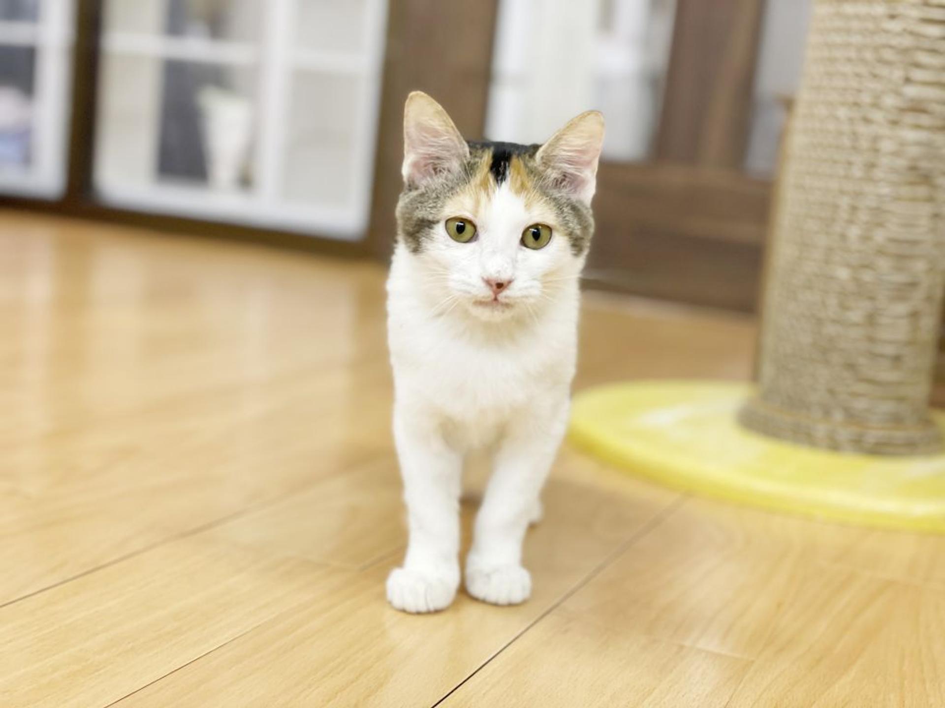 pet-image-2