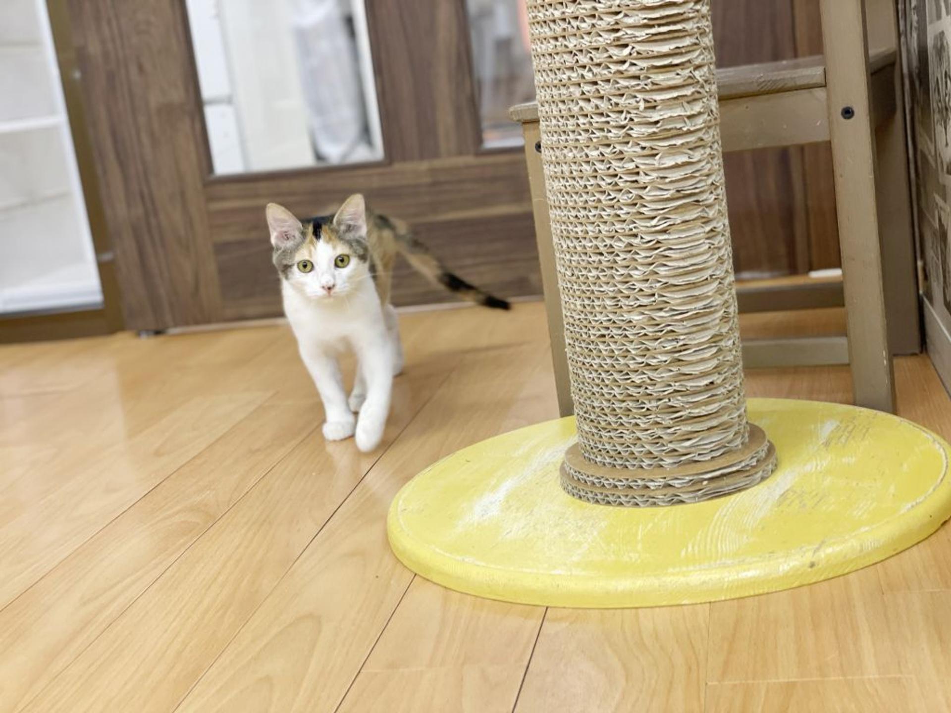 pet-image-3