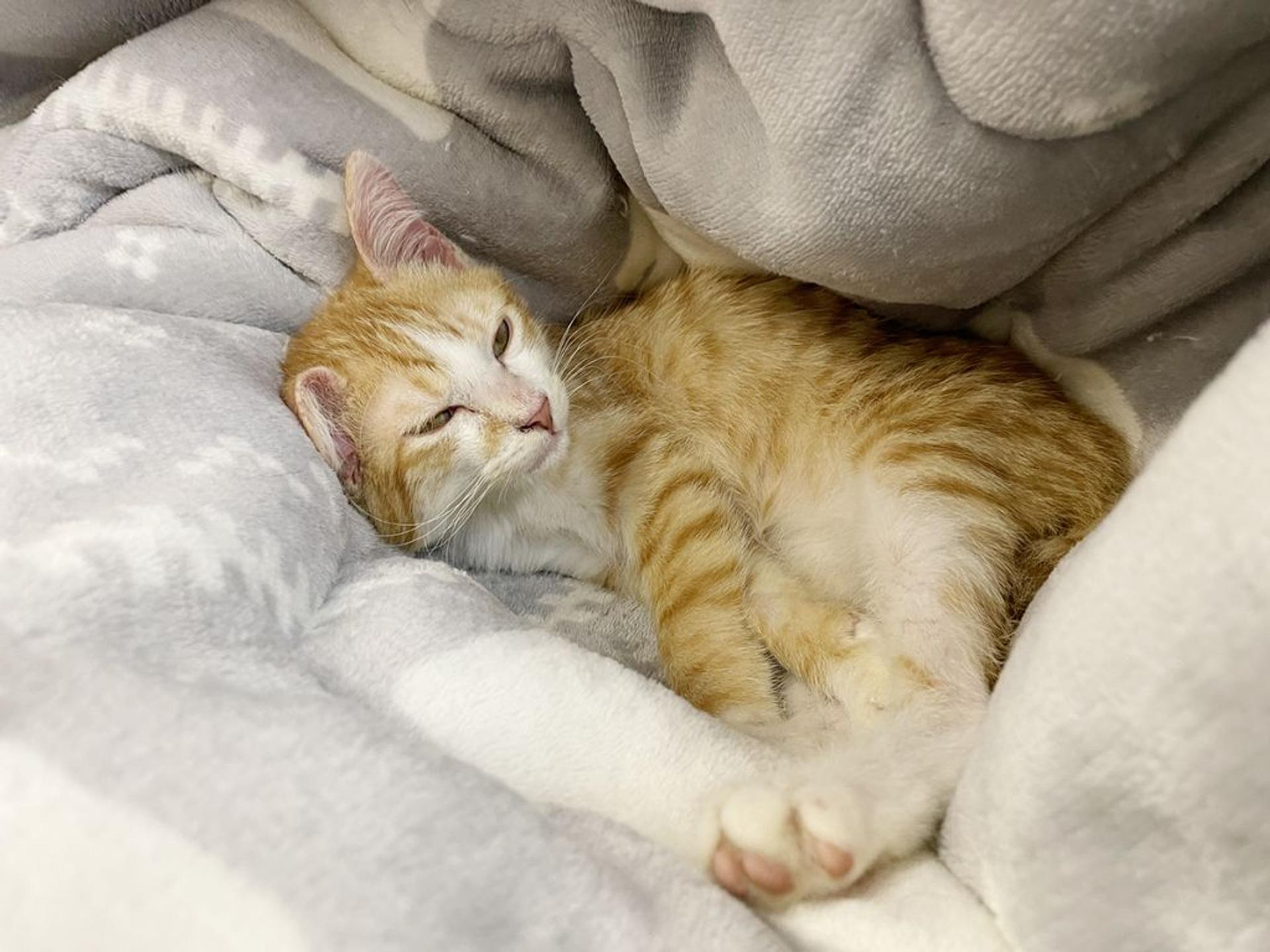 pet-image-3