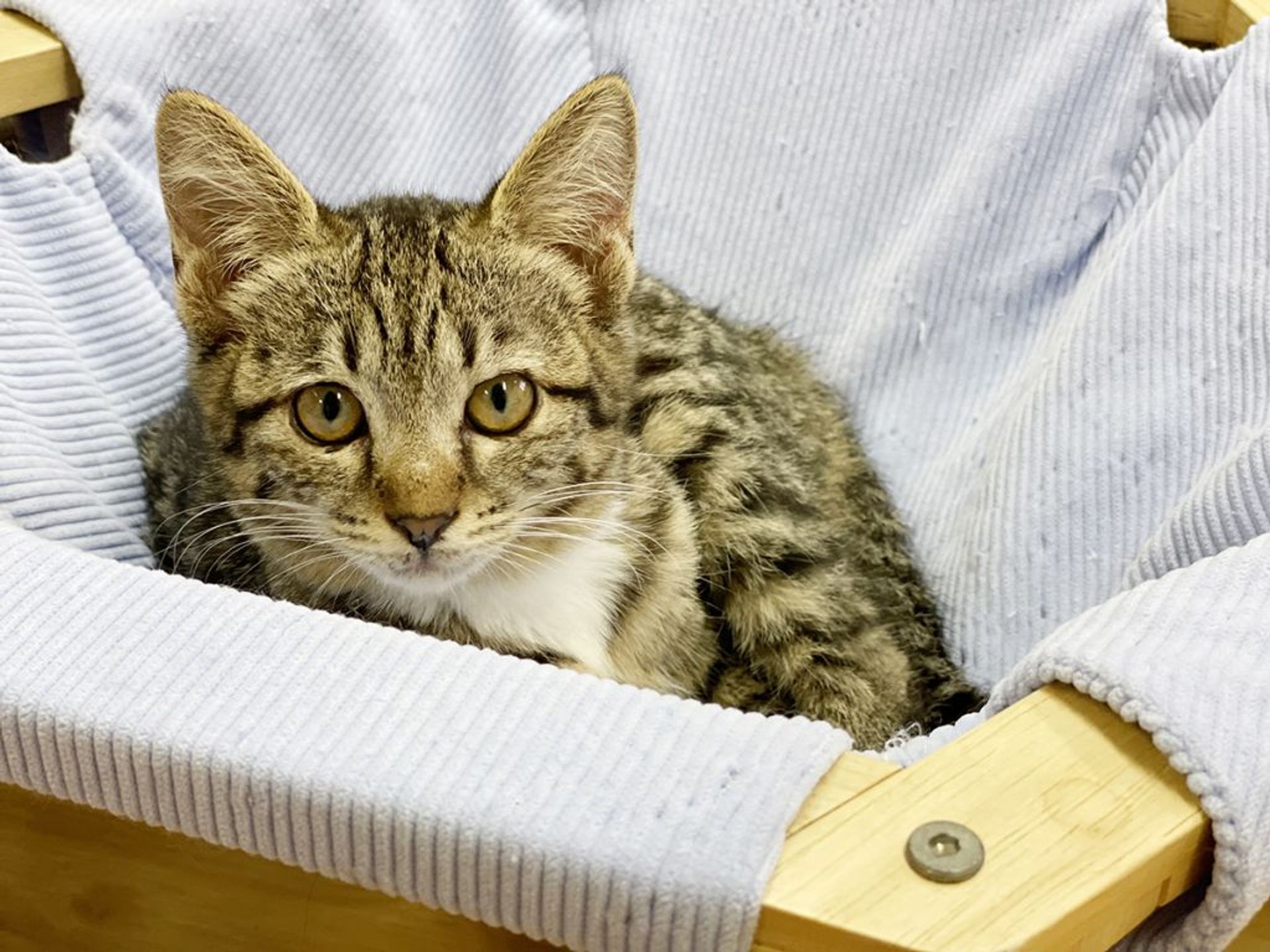 雑種（ミックス猫）・メスの里親募集の写真