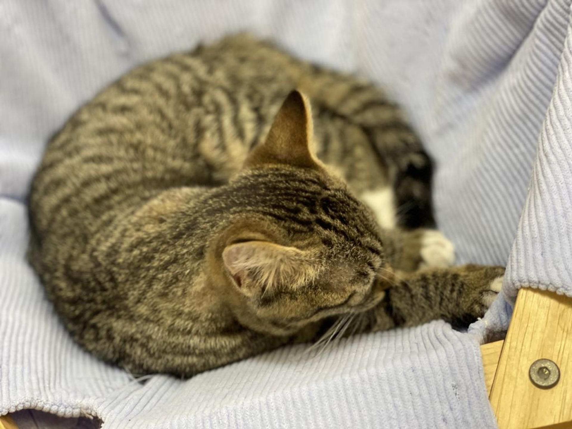 pet-image-3