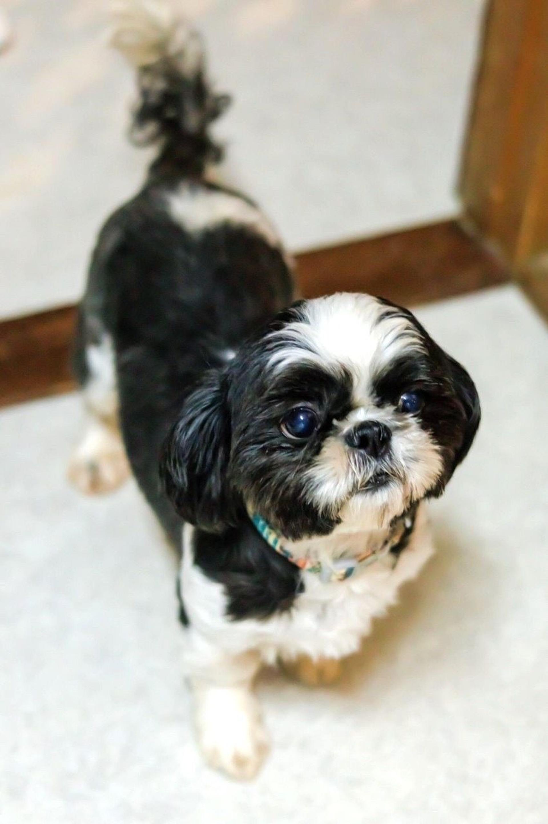 pet-image-2