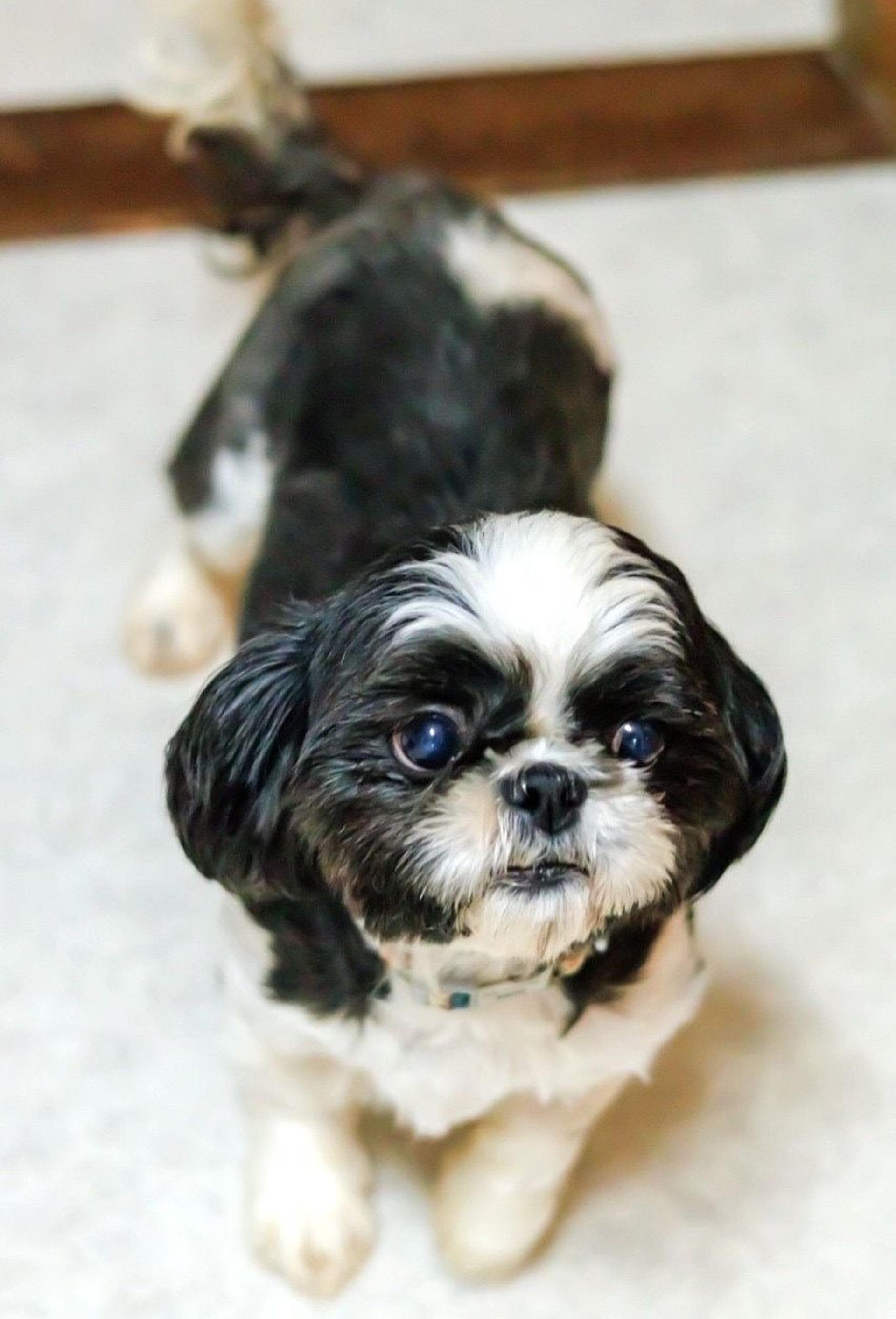 pet-image-3