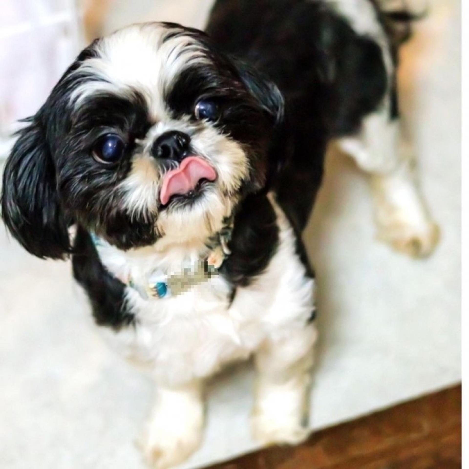 pet-image-4