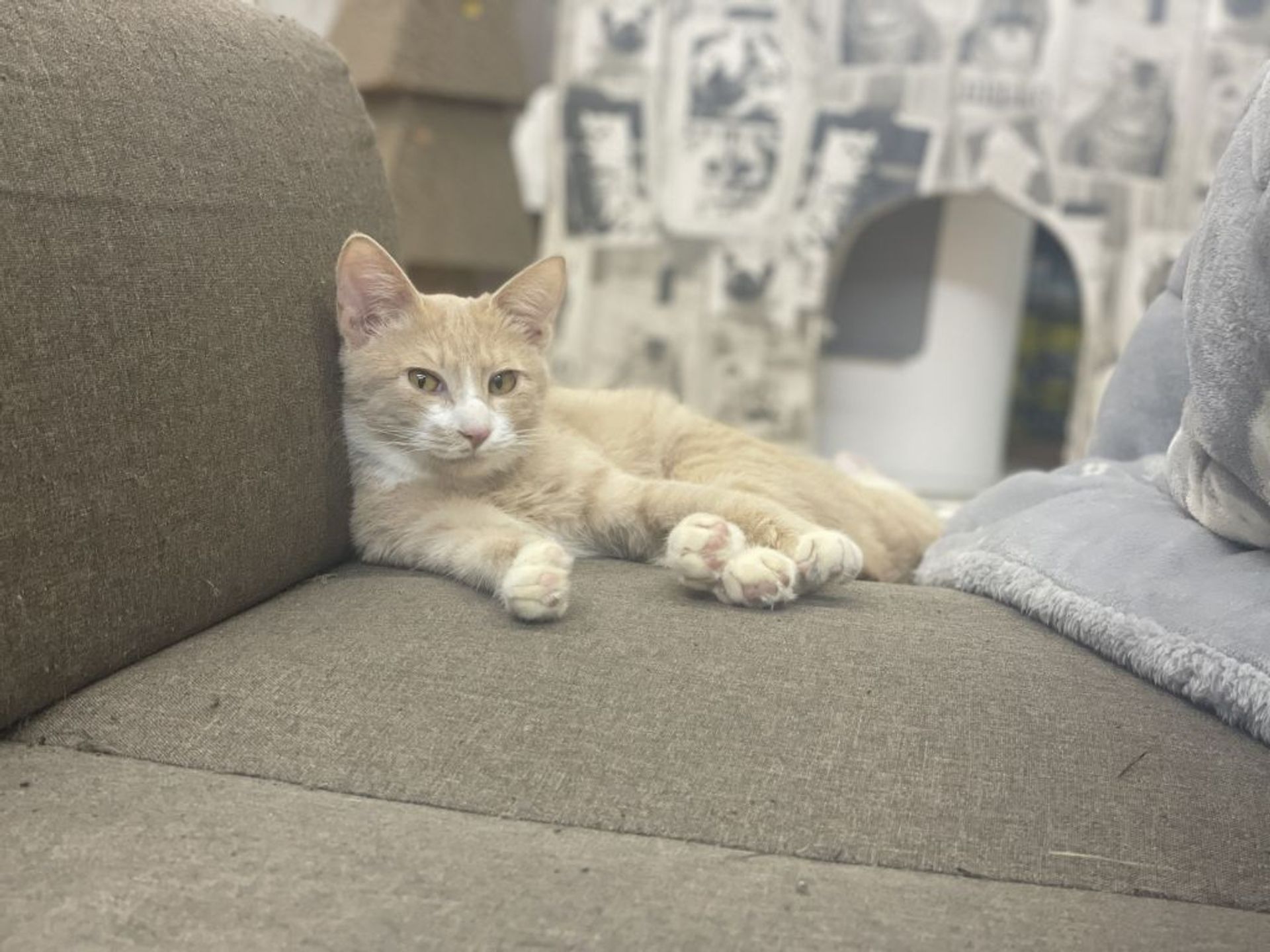 雑種（ミックス猫）・オスの里親募集の写真