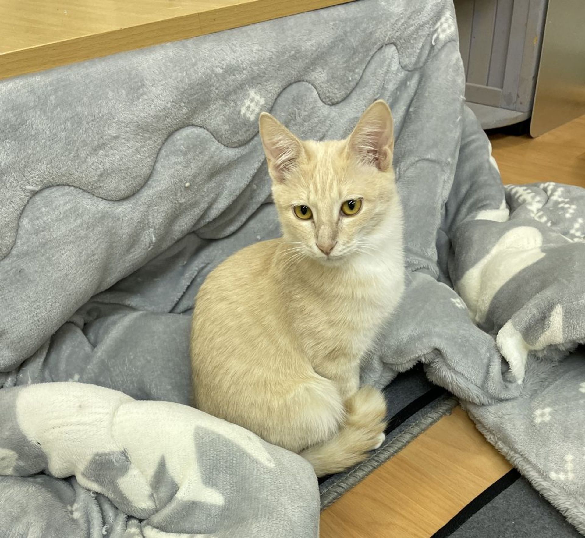 雑種（ミックス猫）・オスの里親募集の写真