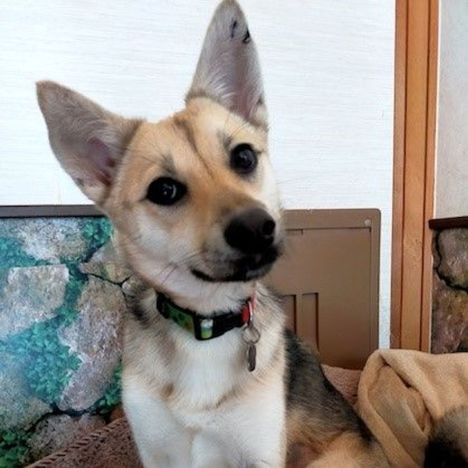 雑種（ミックス犬）・メスの里親募集の写真