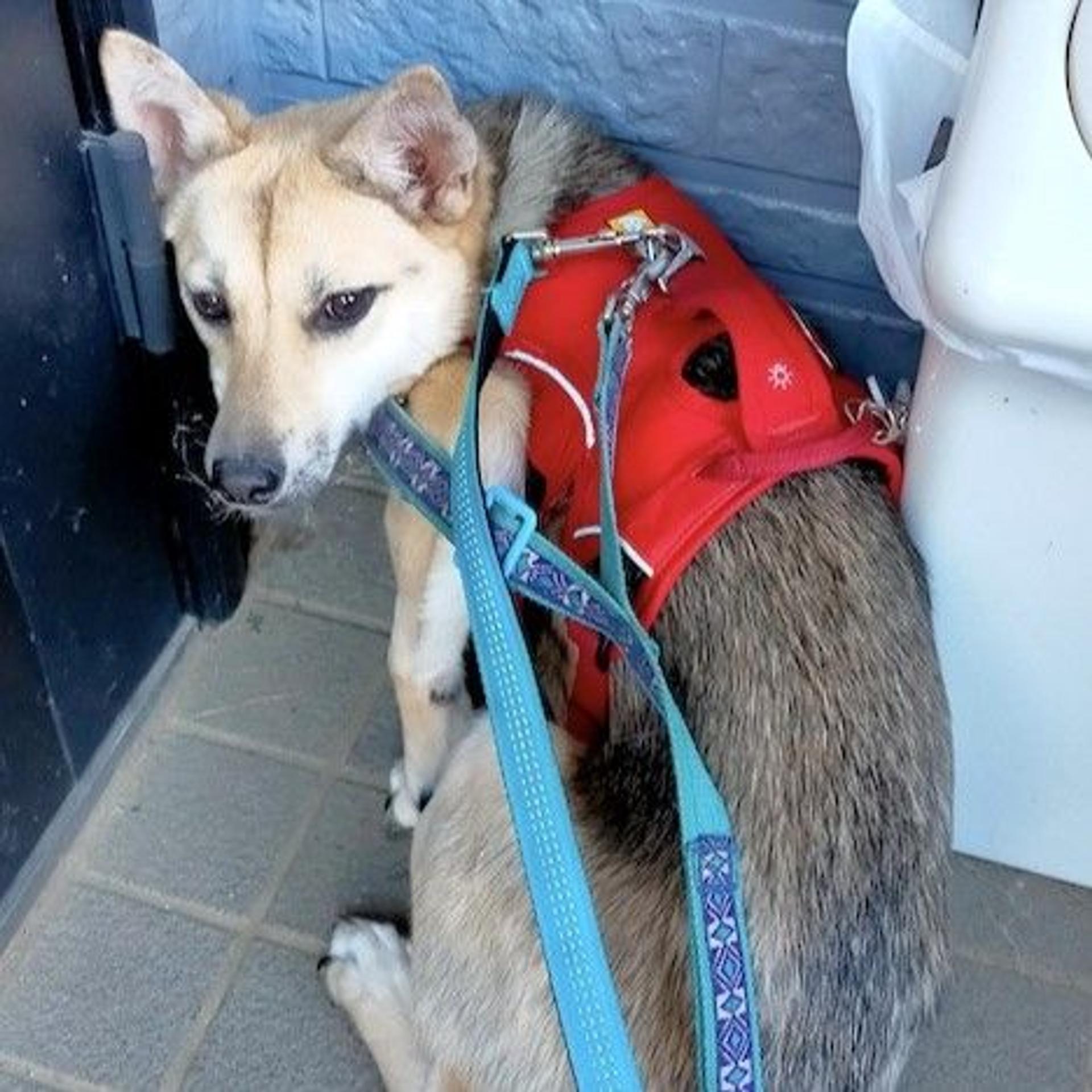 pet-image-4