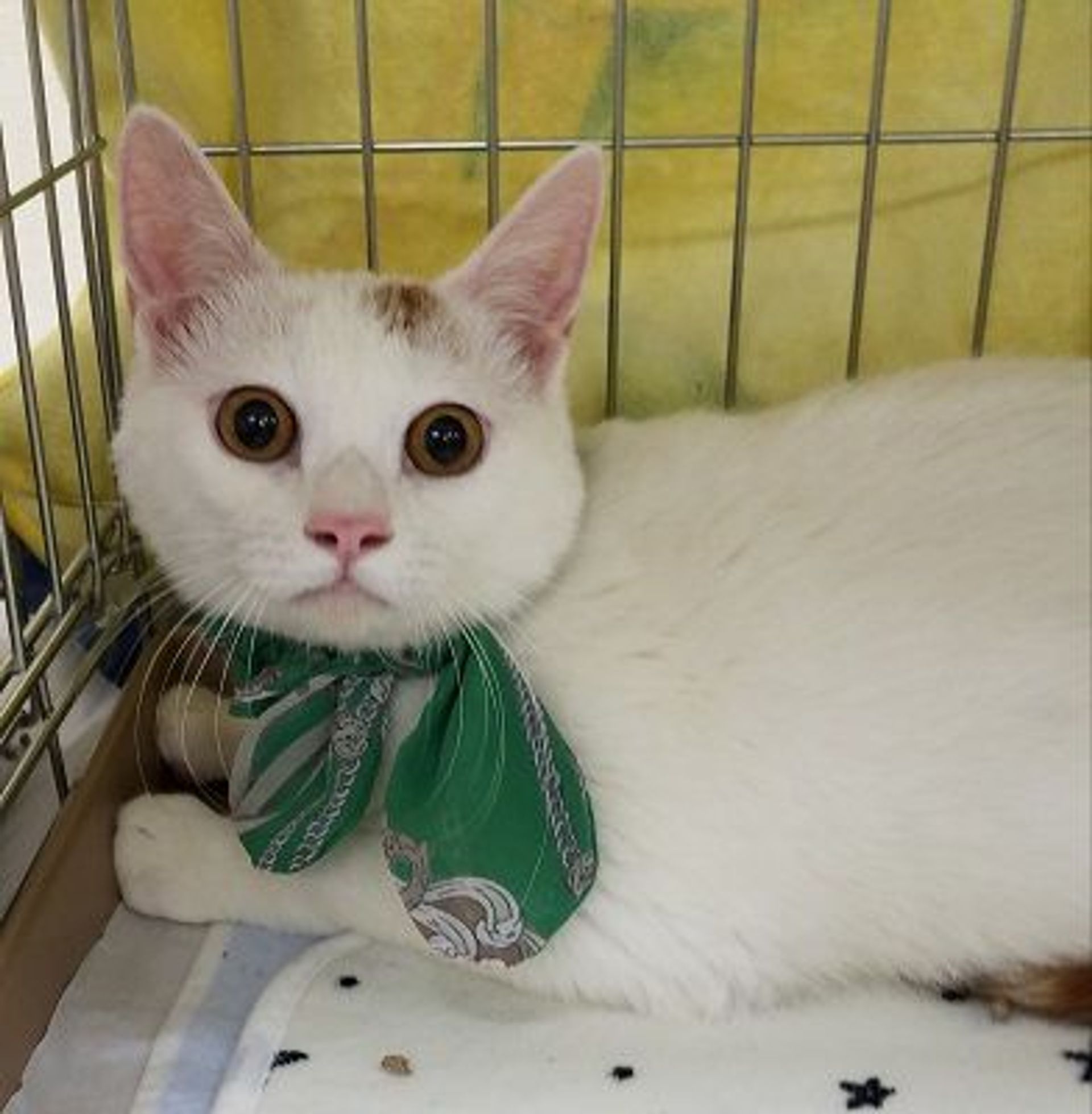 雑種（ミックス猫）・オスの里親募集の写真