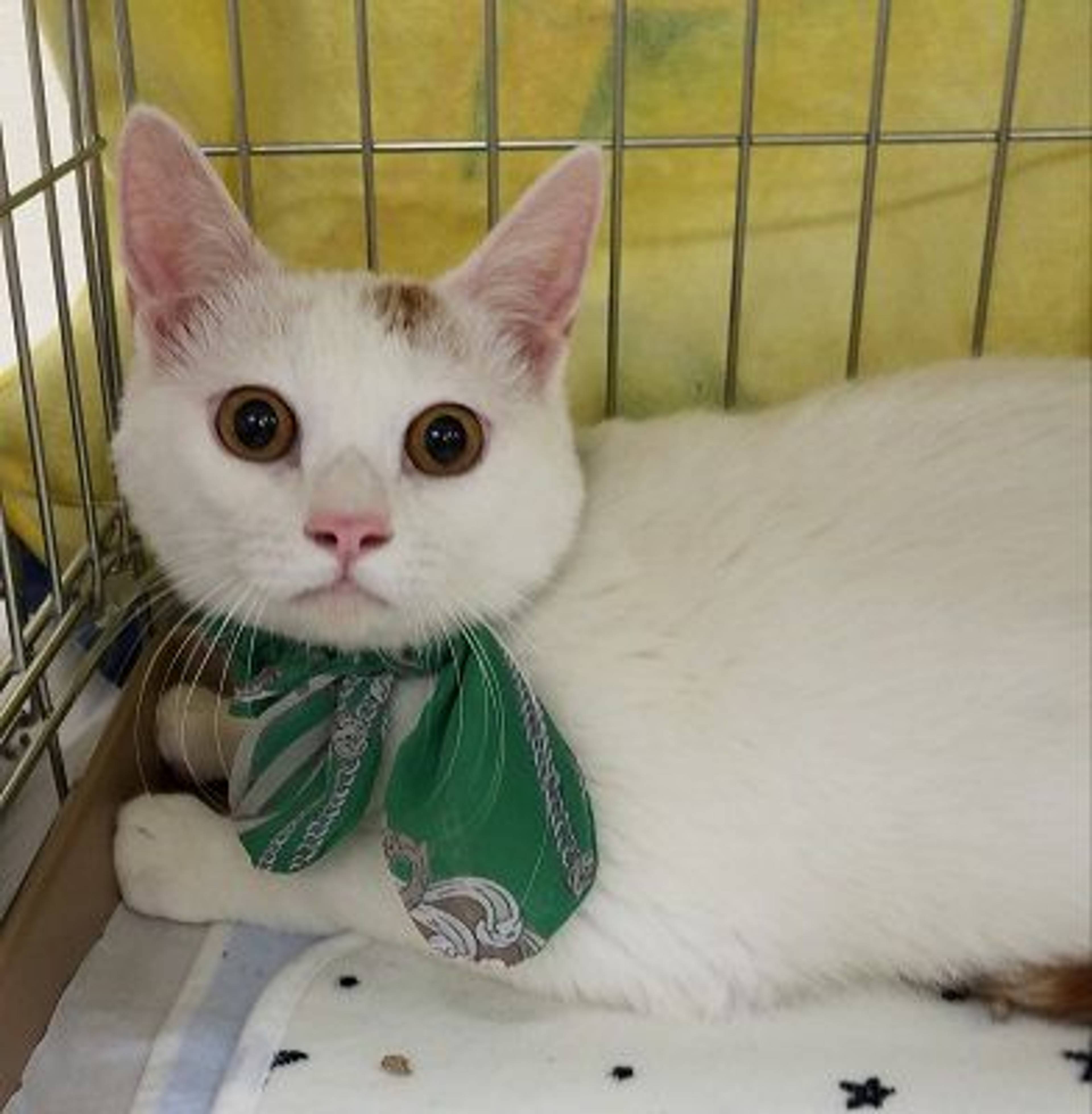雑種（ミックス猫）・オスの里親募集の写真