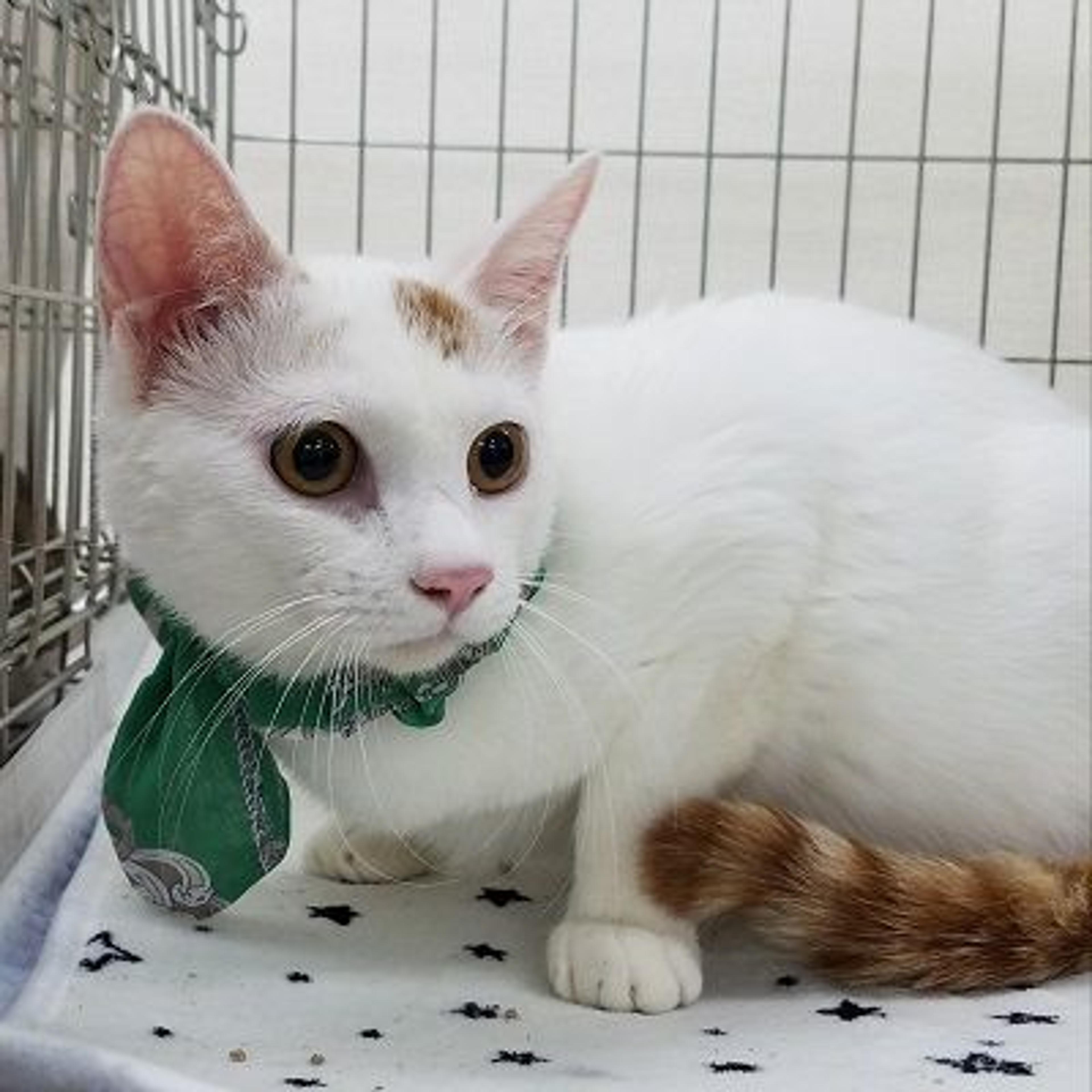 pet-image-3