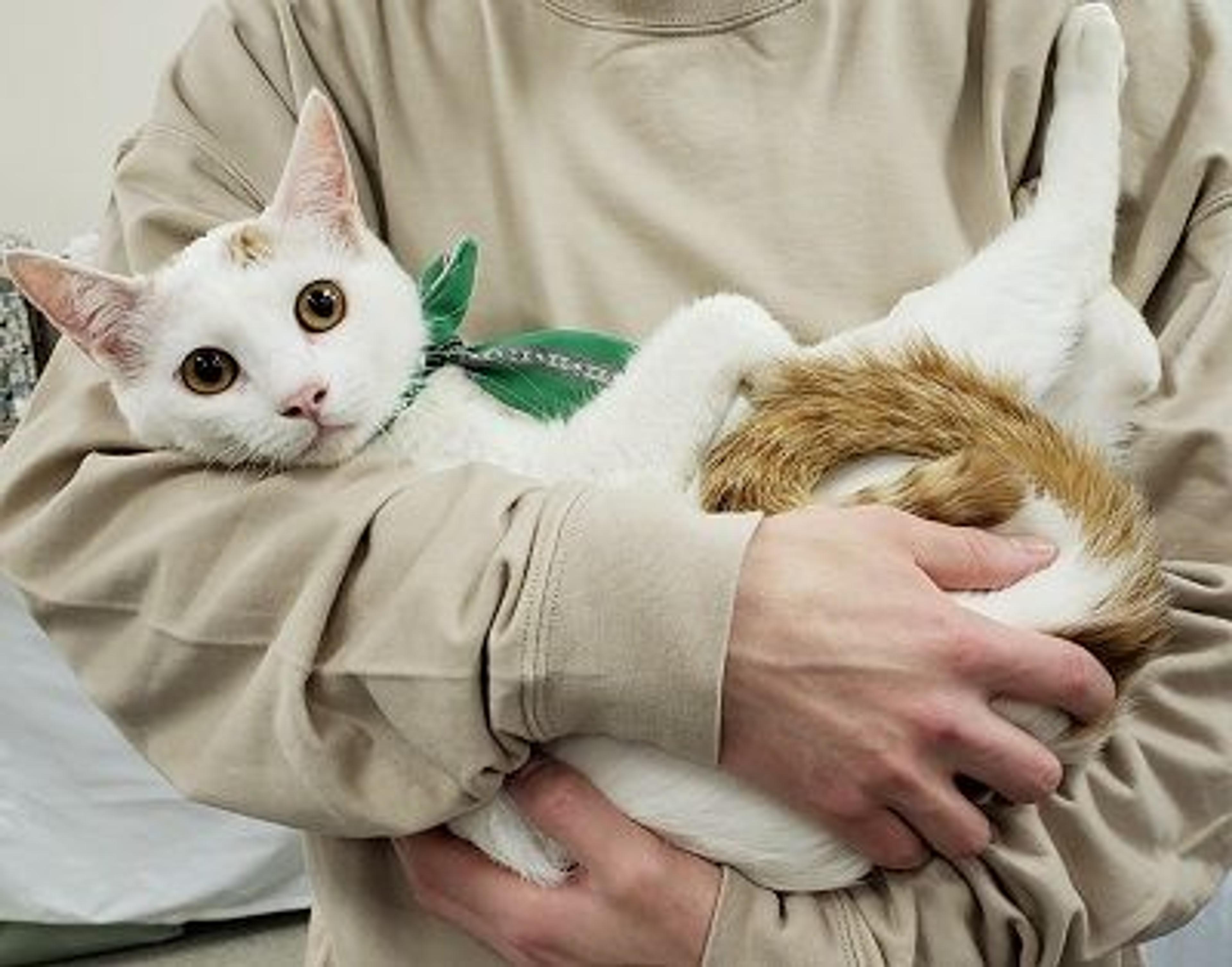 pet-image-2