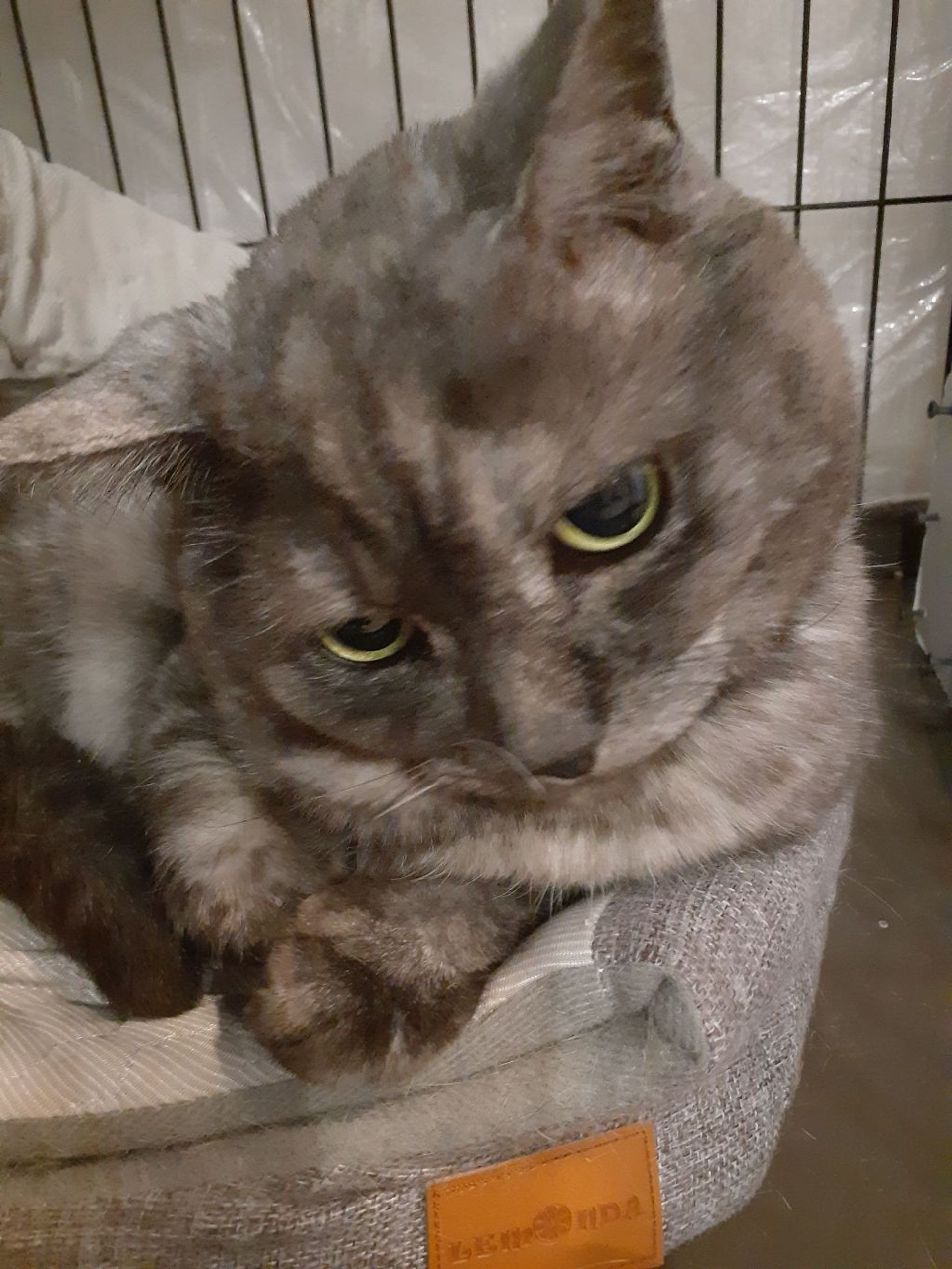 雑種（ミックス猫）・オスの里親募集の写真