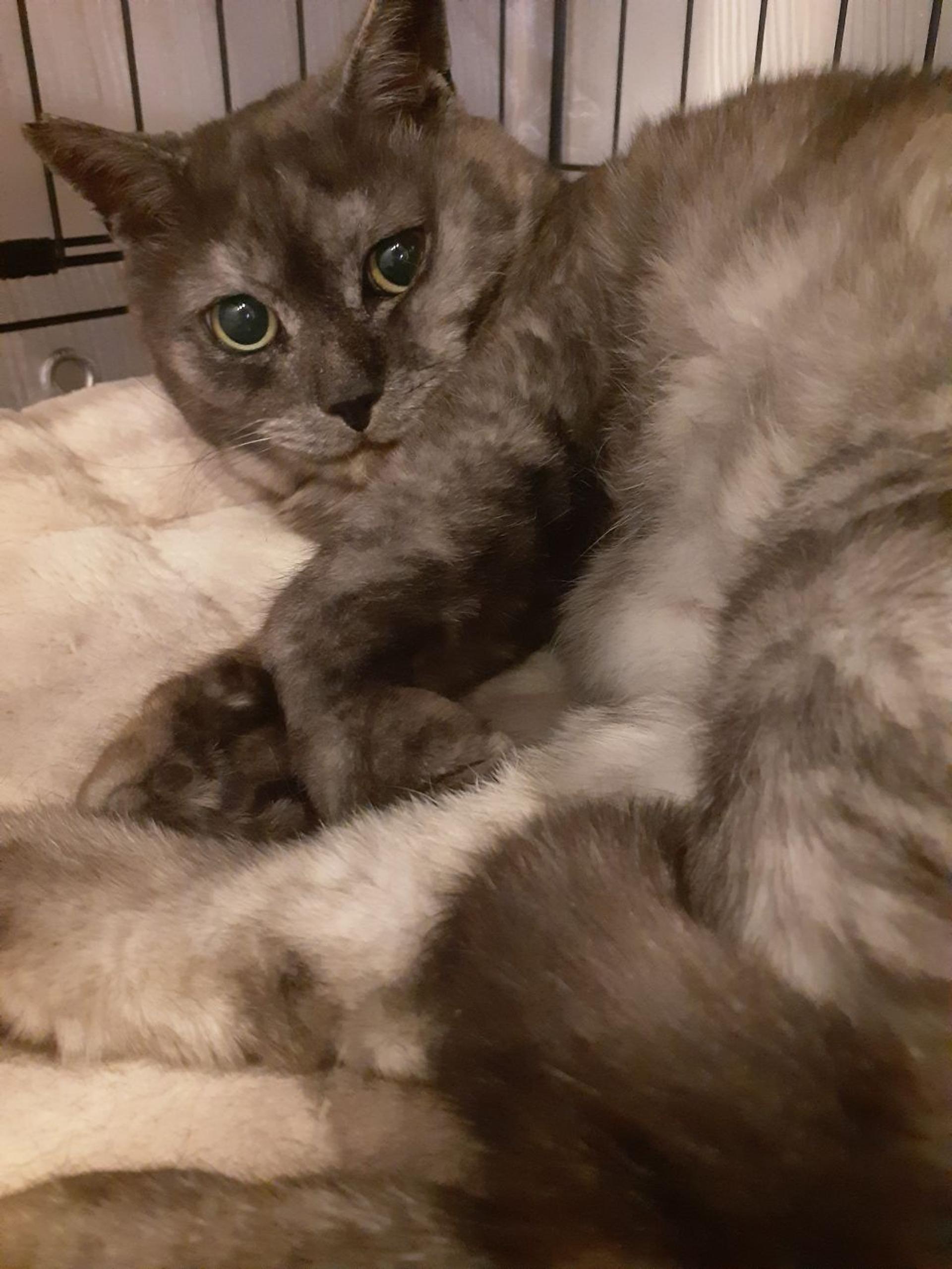 pet-image-4