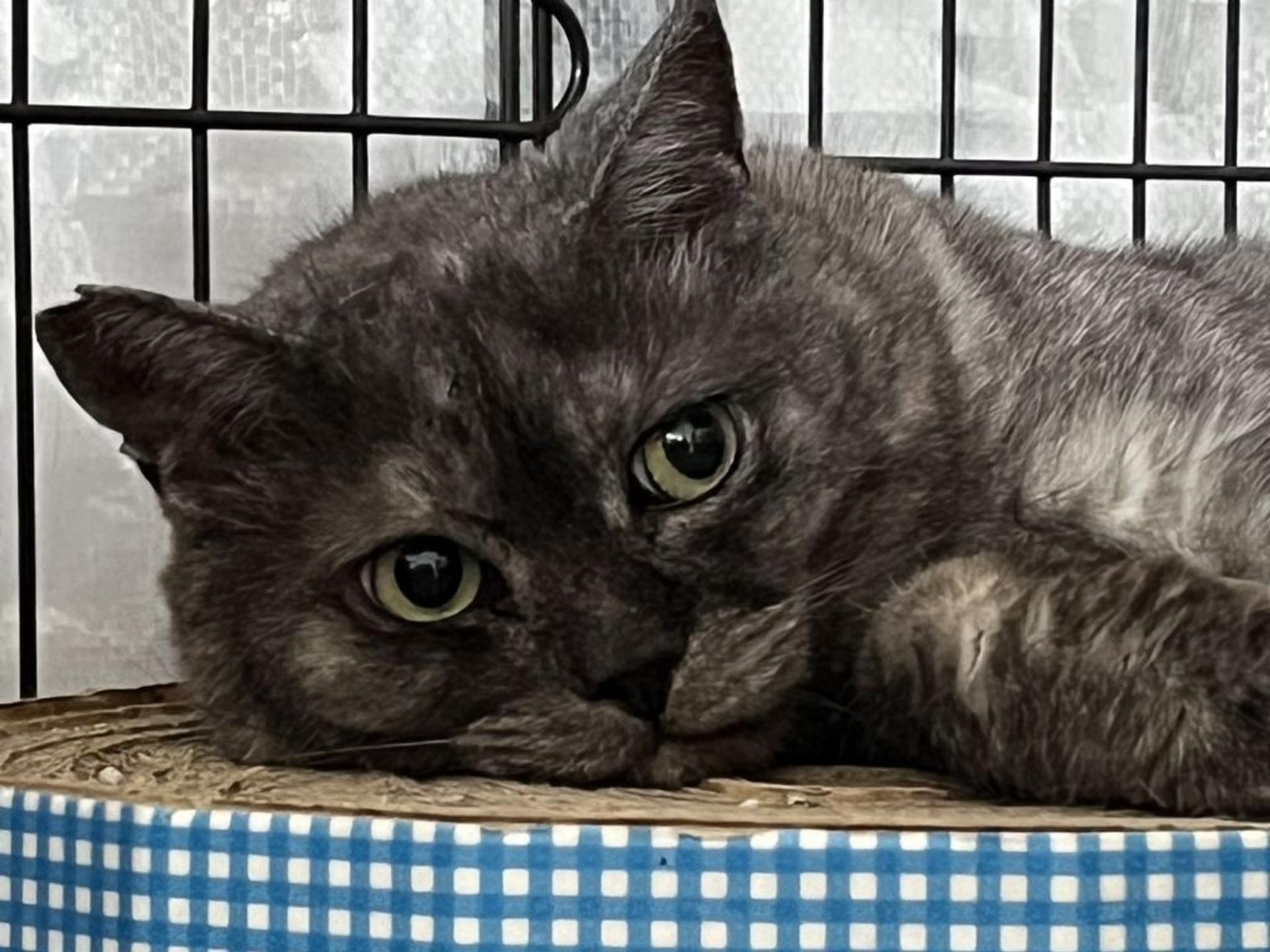pet-image-2