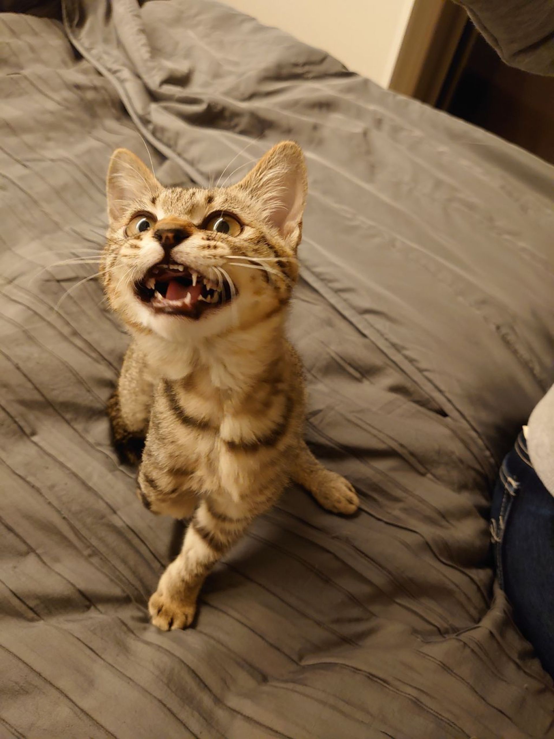 雑種（ミックス猫）・オスの里親募集の写真