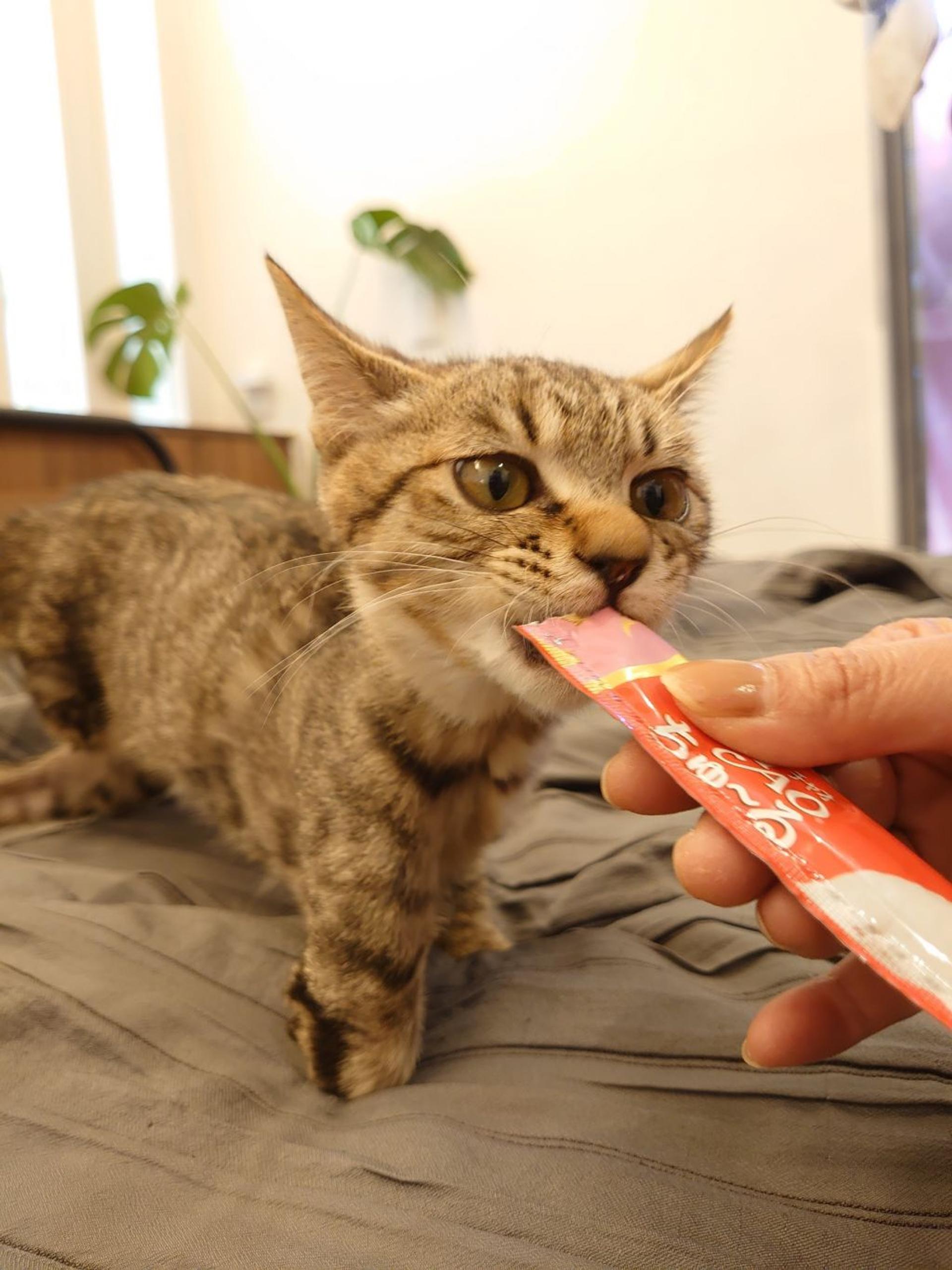 pet-image-3