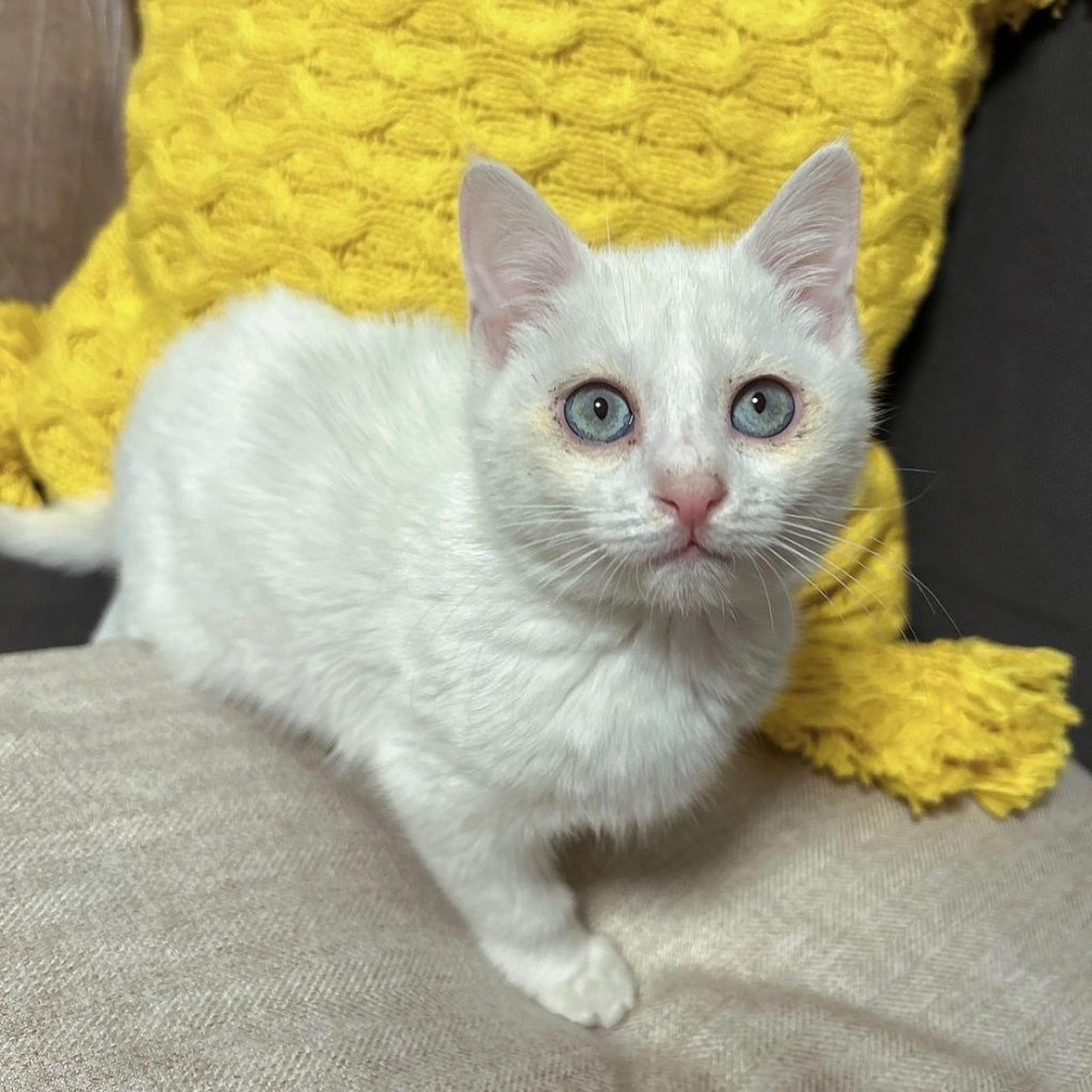 pet-image-2